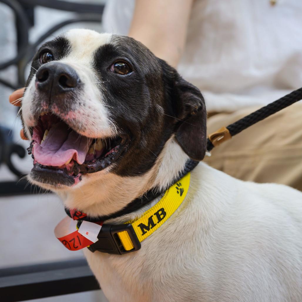 Lincoln, a Adoptable American Bulldog in Washington, DC image 4/6
