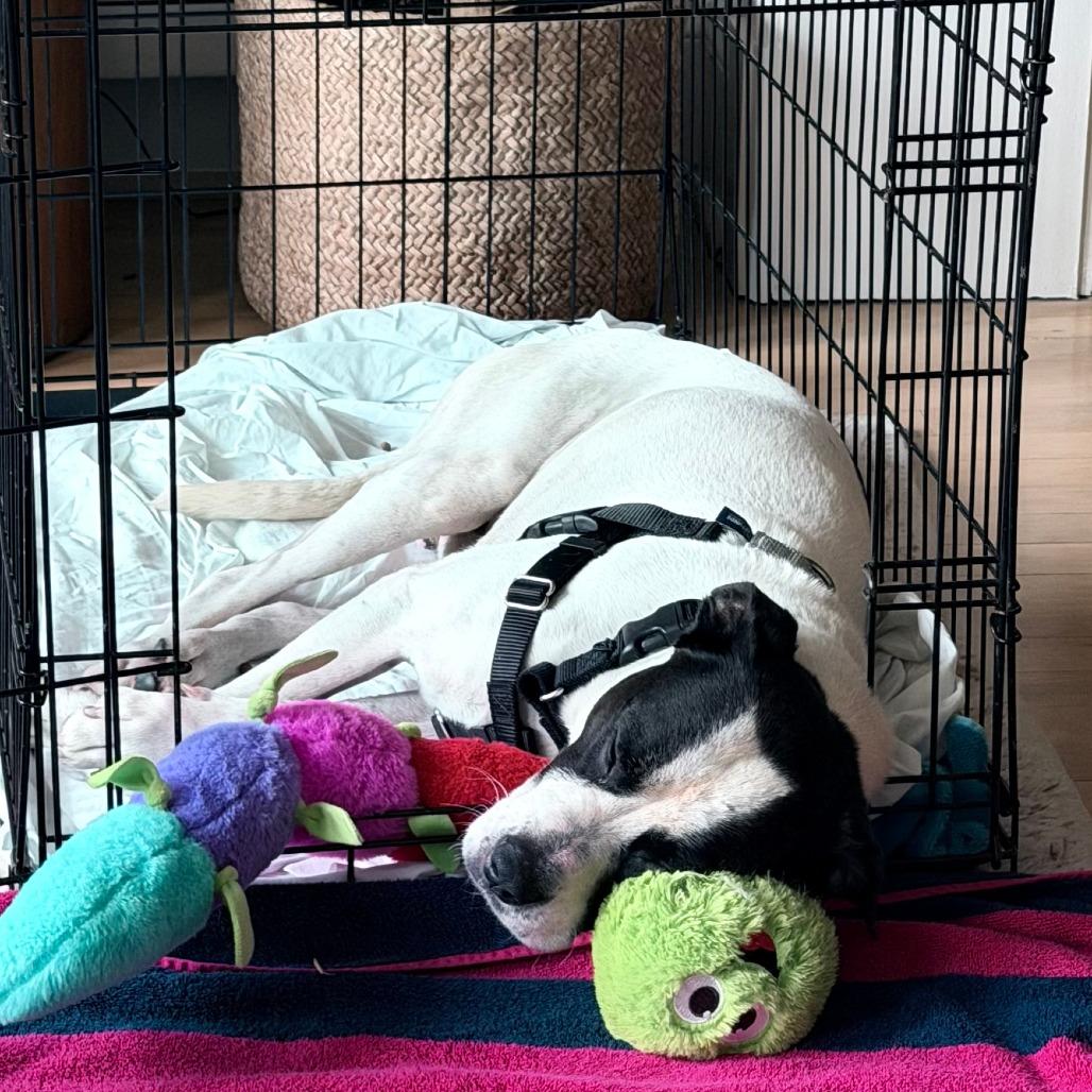 Lincoln, a Adoptable American Bulldog in Washington, DC image 5/6