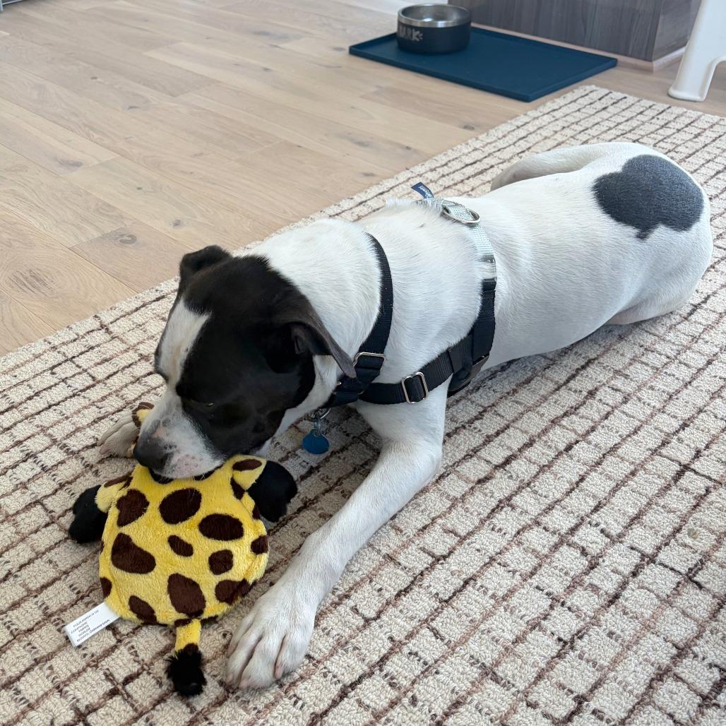 Lincoln, a Adoptable American Bulldog in Washington, DC image 6/6