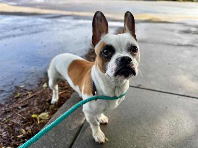 ERIS DEW, Adoptable, Young Female Terrier.