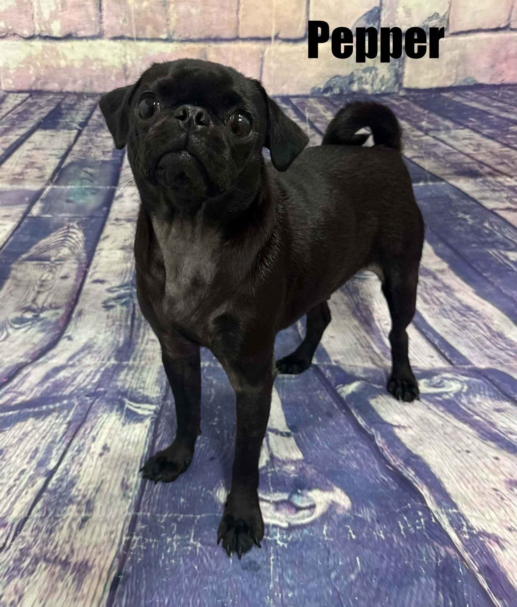 Enlarge Pepper, a Adoptable Pug in Quincy, MI image 3/4