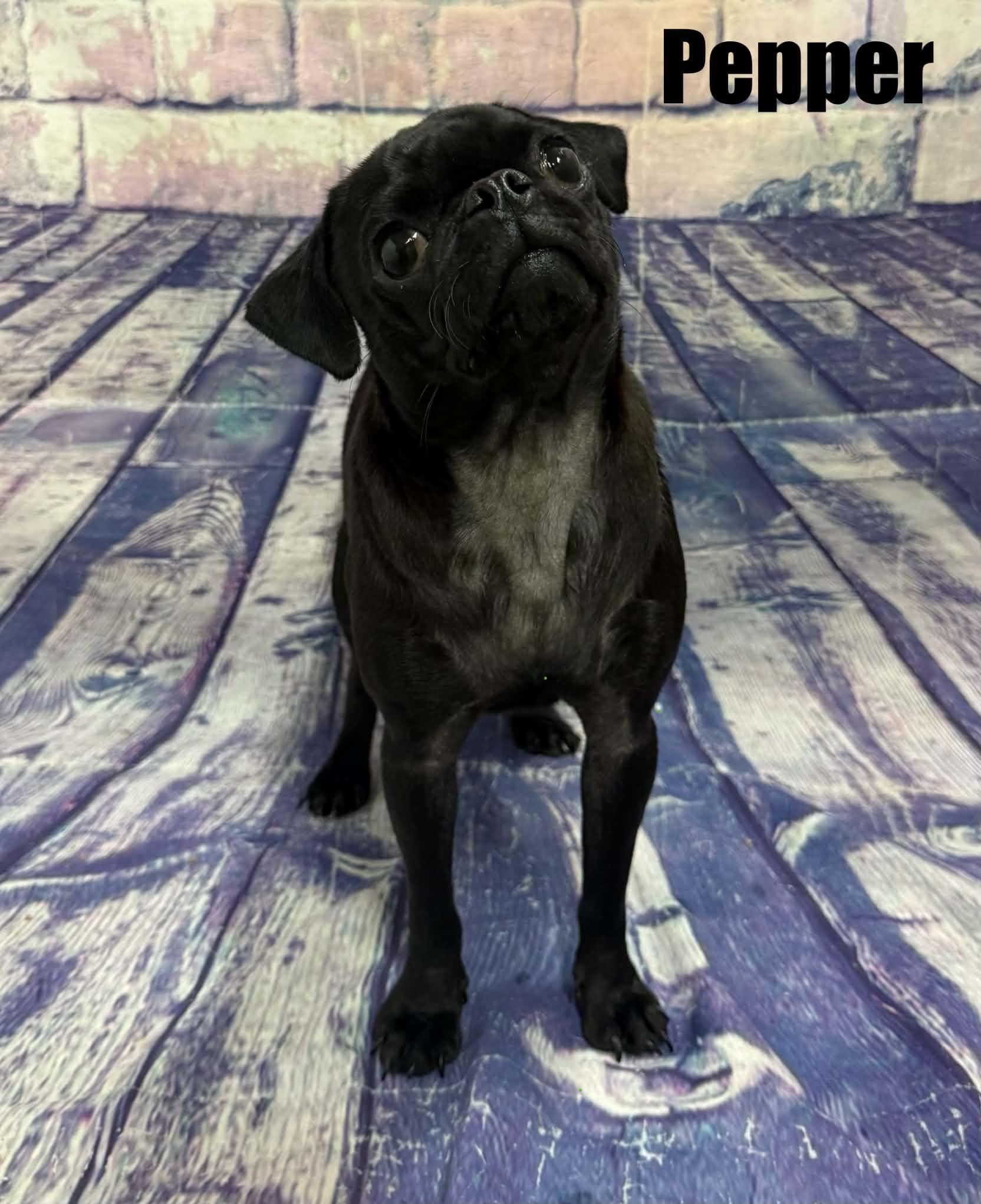 Pepper, Adoptable, Young Female Pug.