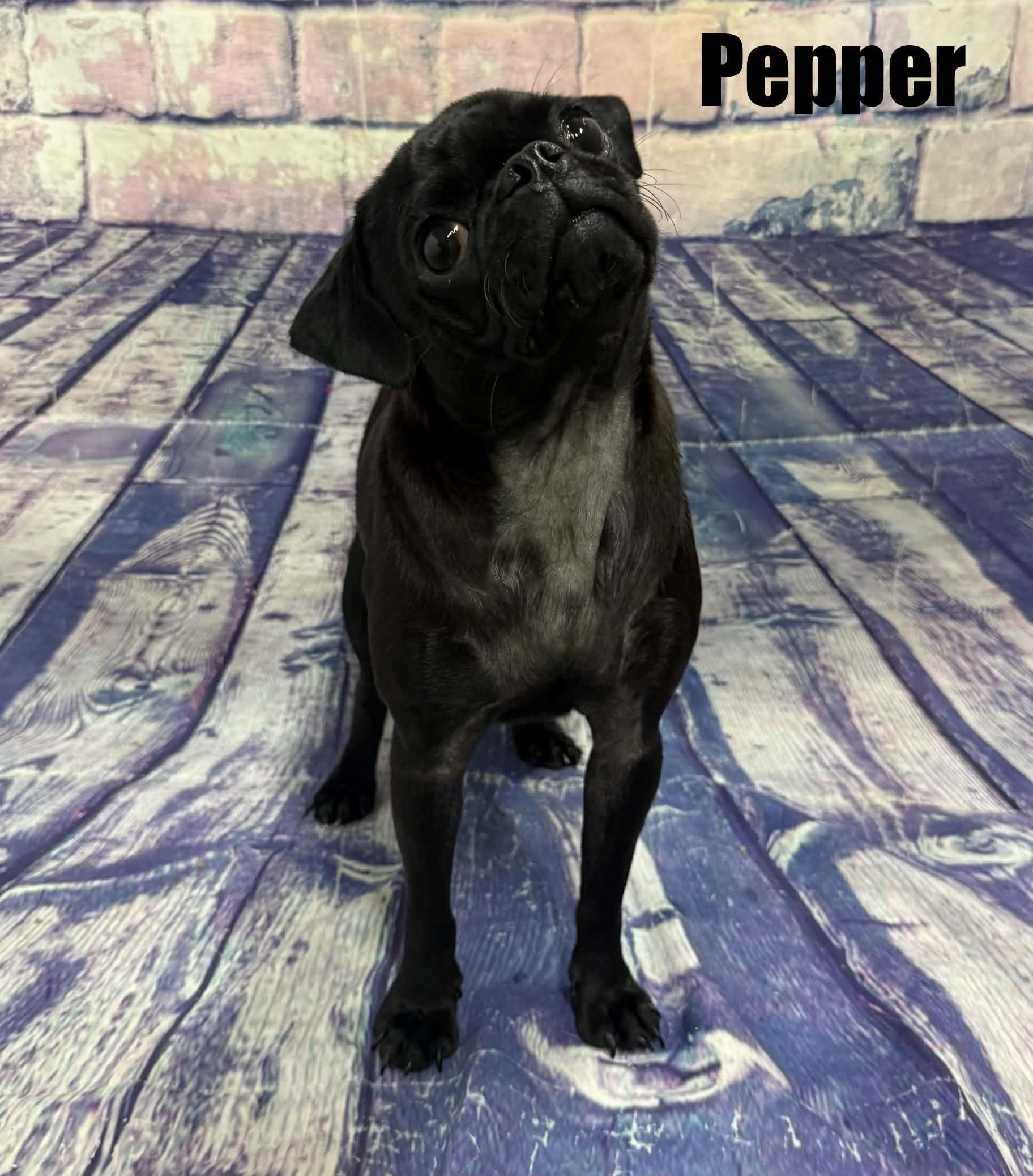 Enlarge Pepper, a Adoptable Pug in Quincy, MI image 2/4