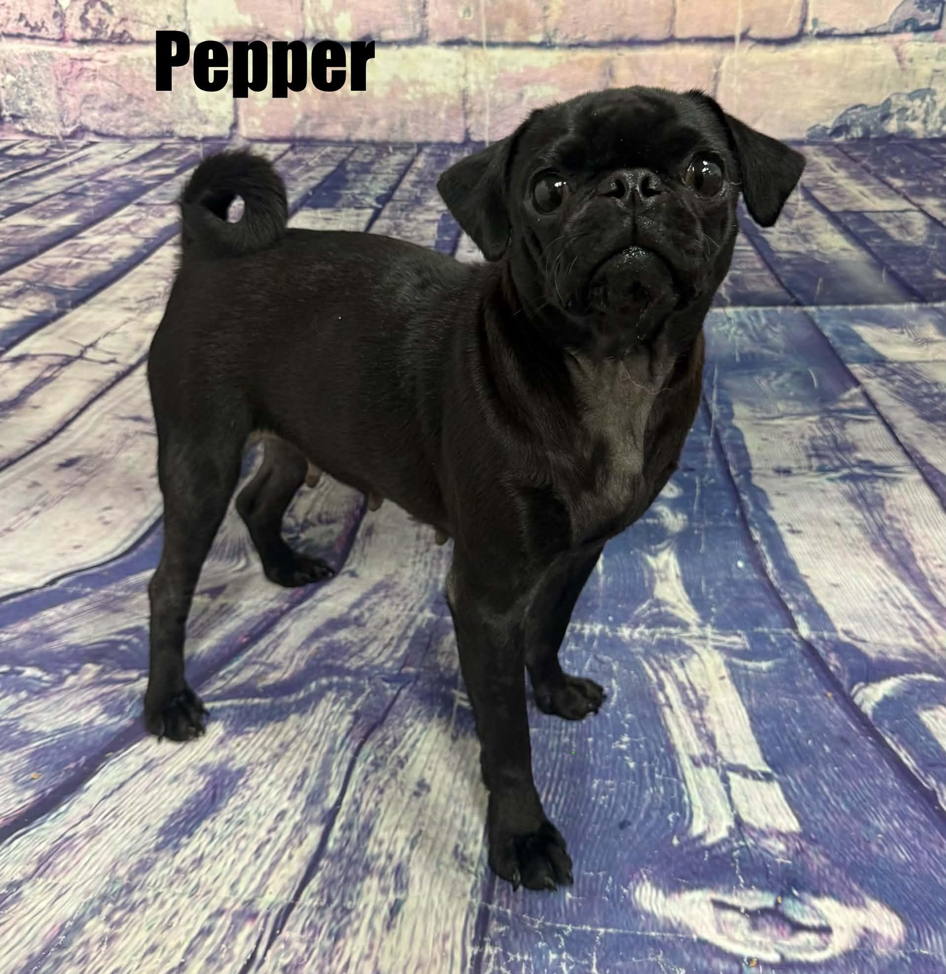 Enlarge Pepper, a Adoptable Pug in Quincy, MI image 4/4