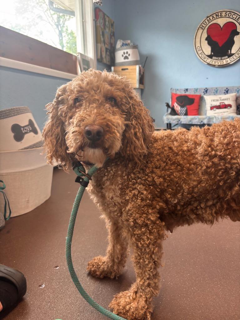 Ellie, a Adoptable Poodle in Port Jervis, NY image 1/2