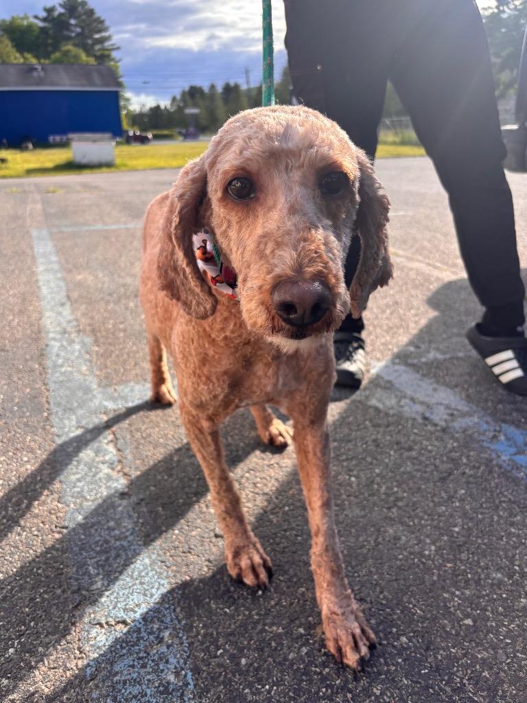 Ellie, a Adoptable Poodle in Port Jervis, NY image 2/2