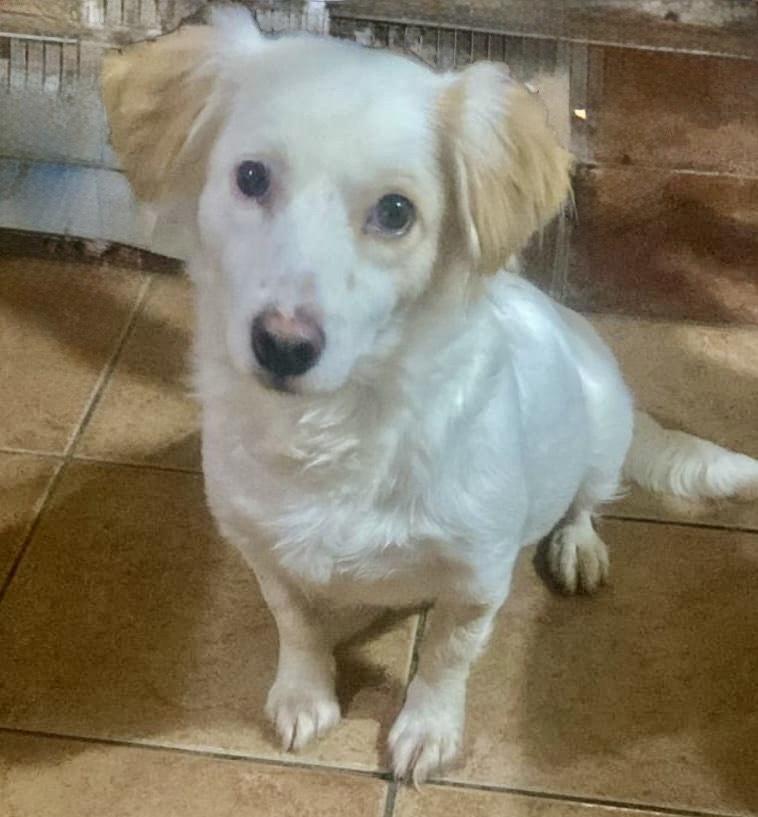 Gigi, Adoptable, Young Female Spaniel.