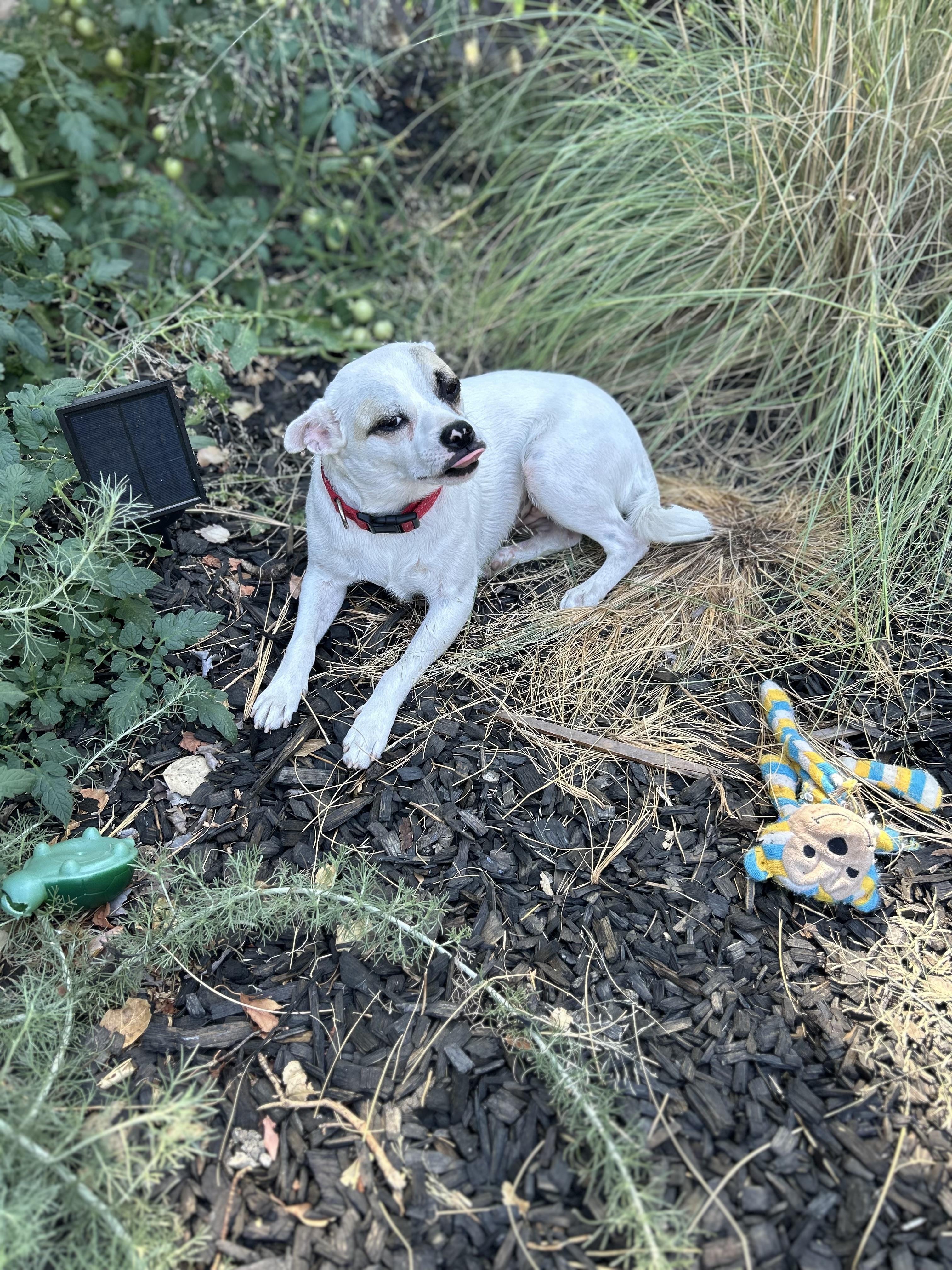 Enlarge Tilde *Bonded to Lil Bit*, a Adoptable mixed breed in Tracy, CA image 1/6