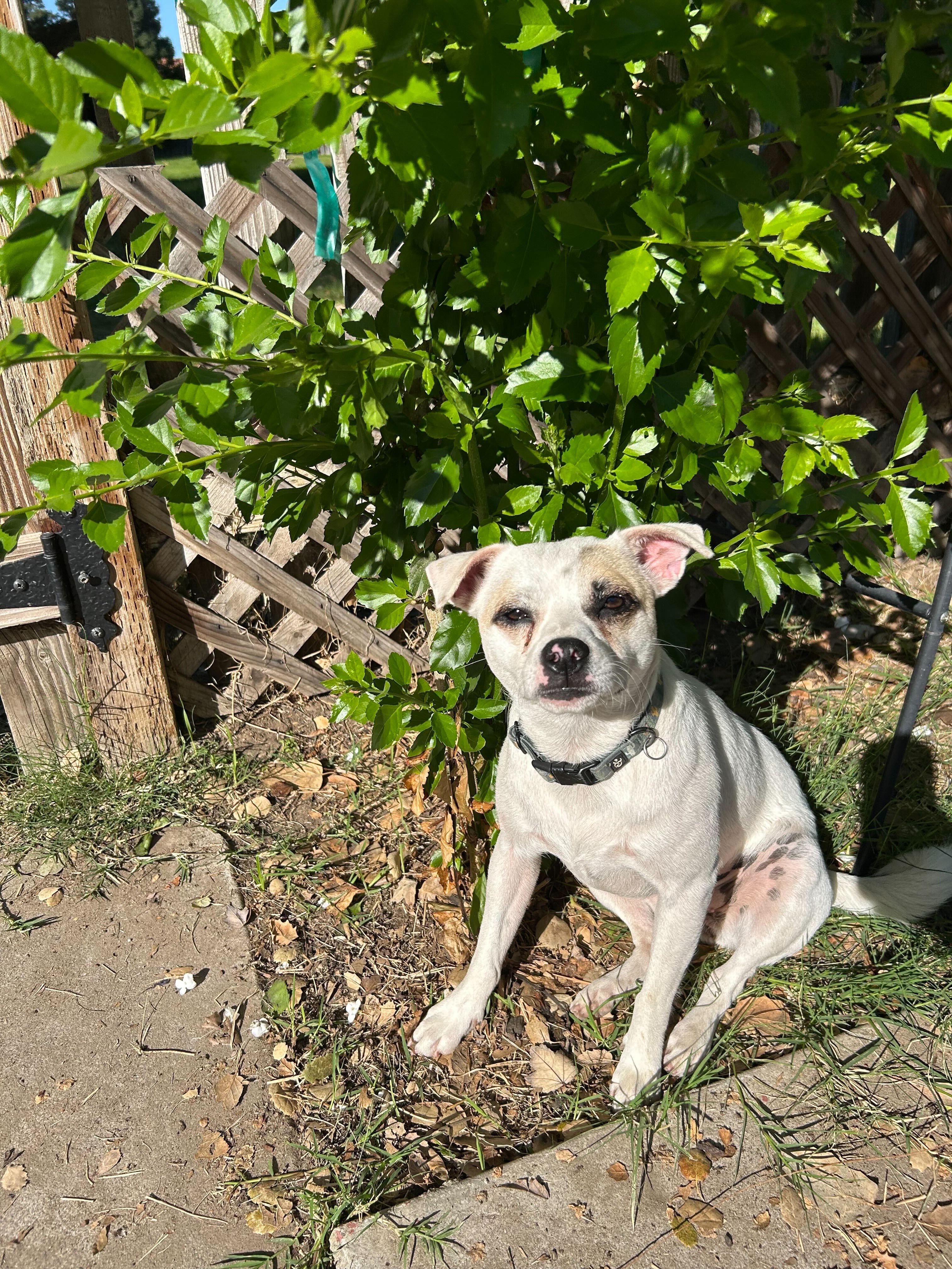 Enlarge Tilde *Bonded to Lil Bit*, a Adoptable mixed breed in Tracy, CA image 3/6