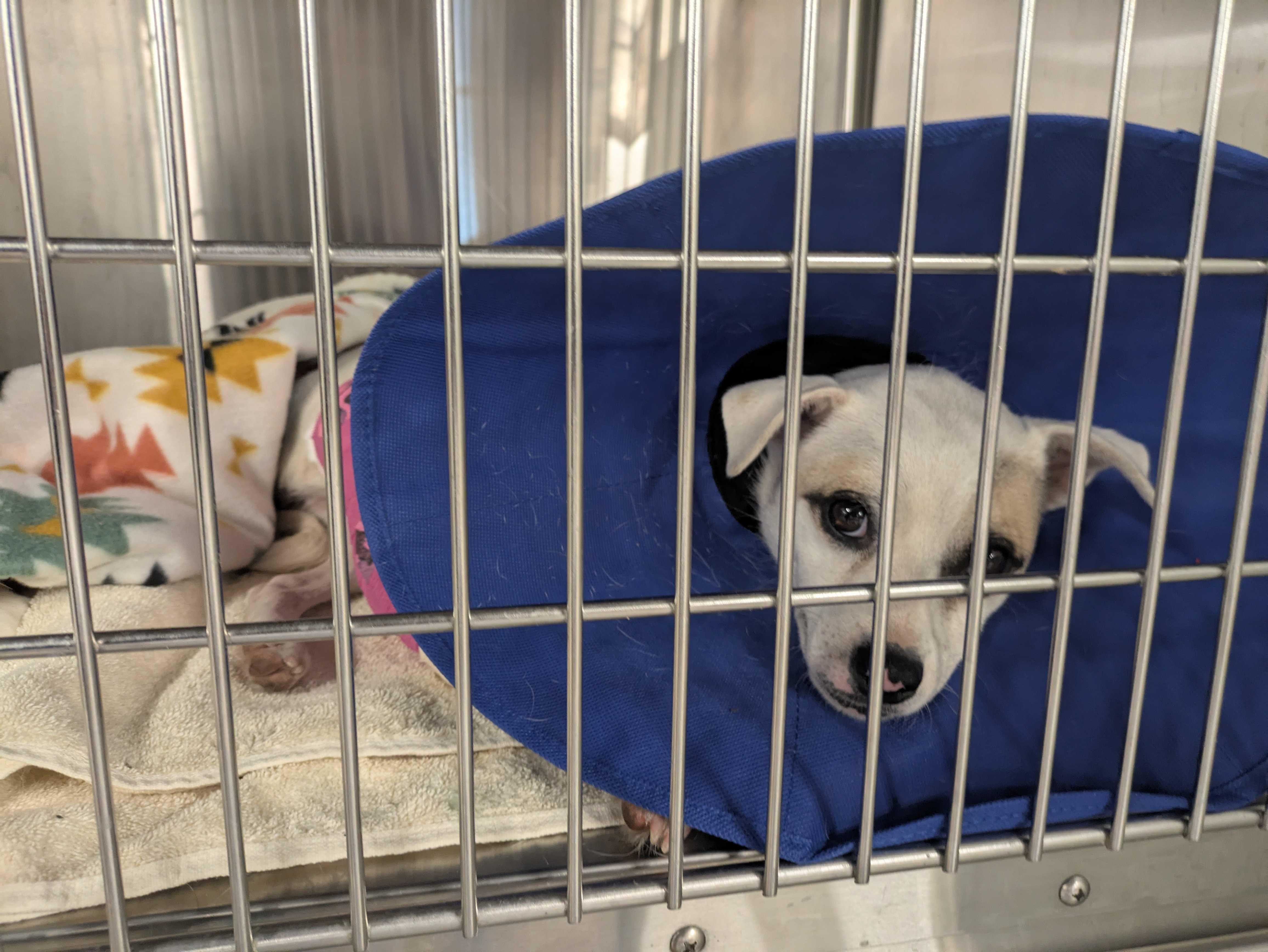 Enlarge Tilde *Bonded to Lil Bit*, a Adoptable mixed breed in Tracy, CA image 4/6