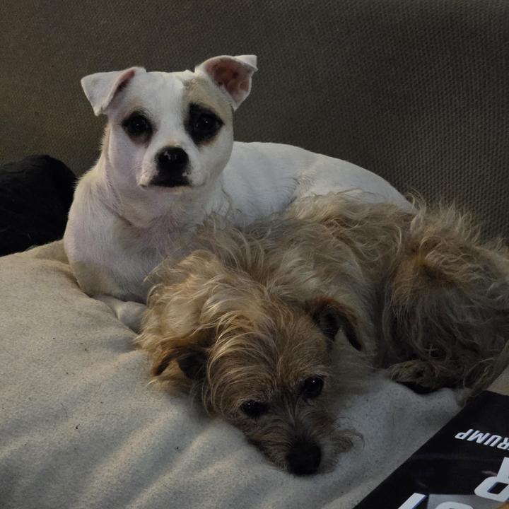 Enlarge Tilde *Bonded to Lil Bit*, a Adoptable mixed breed in Tracy, CA image 6/6