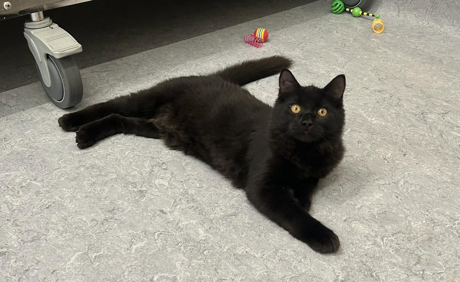 Enlarge Skrill, a Adoptable Domestic Long Hair in Arlington, VT image 1/2