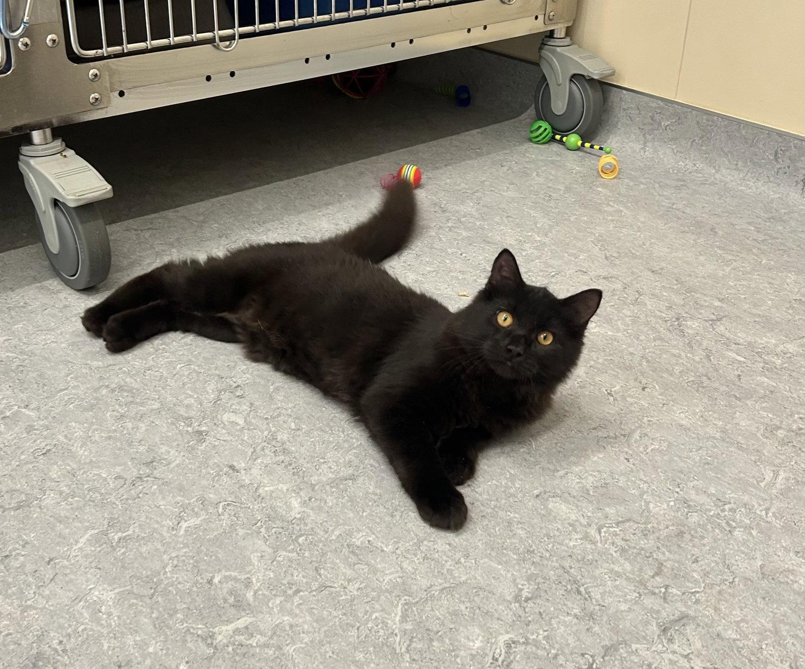 Enlarge Skrill, a Adoptable Domestic Long Hair in Arlington, VT image 2/2