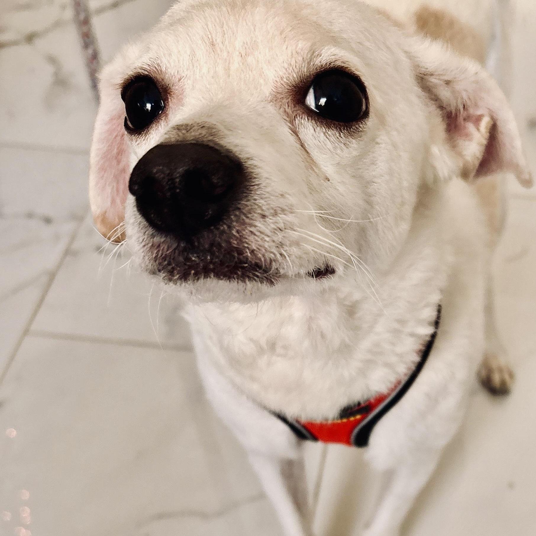 Coco, a ADOPTABLE mixed breed in Islip Terrace, NY image 3/3