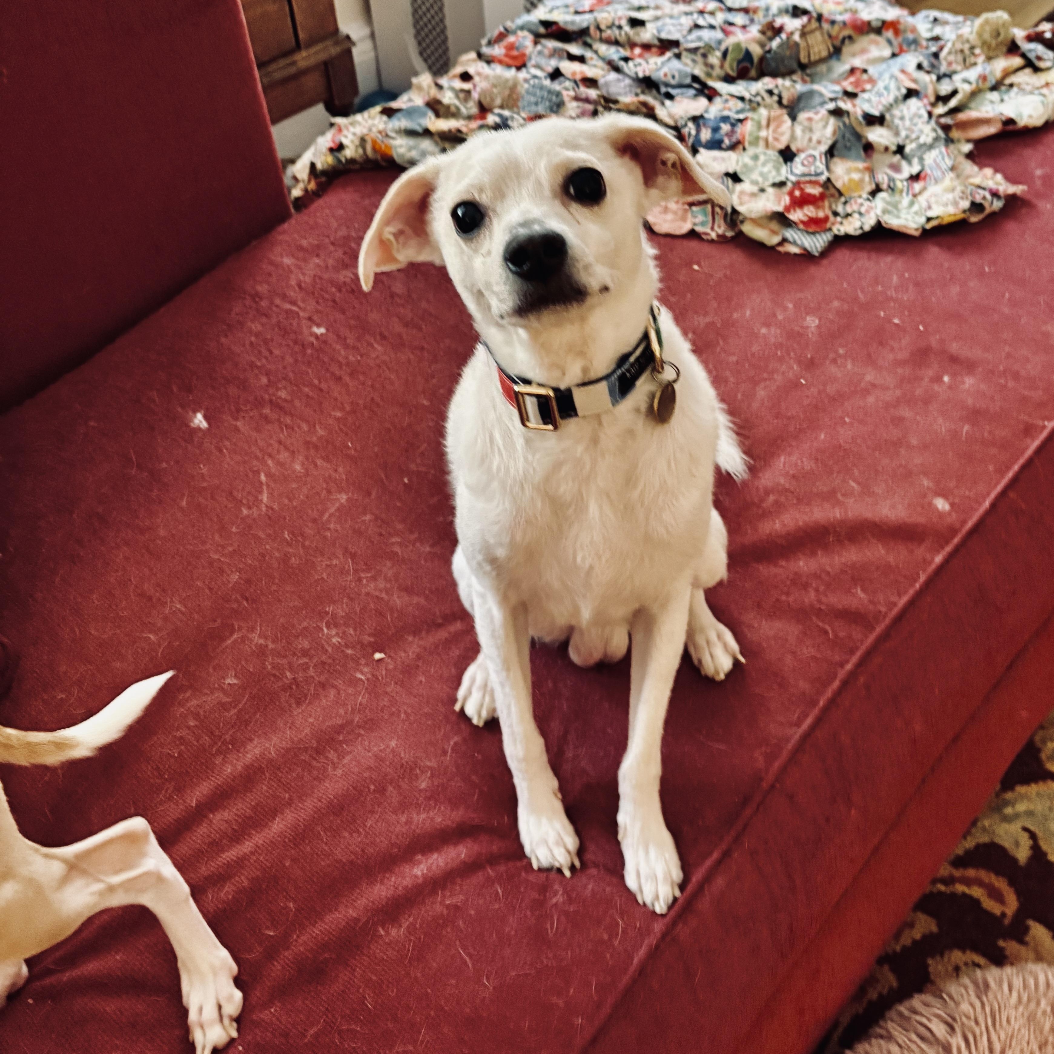Coco, ADOPTABLE, Young Male Chihuahua.