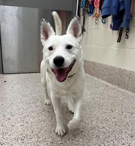 Enlarge RODEO, a Adoptable Australian Cattle Dog / Blue Heeler in Brighton, CO image 1/1