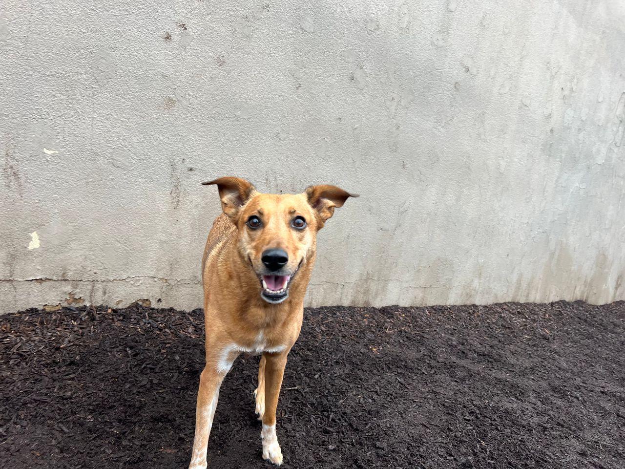 Pam, a ADOPTABLE Mixed Breed in Lagrangeville, NY image 4/4