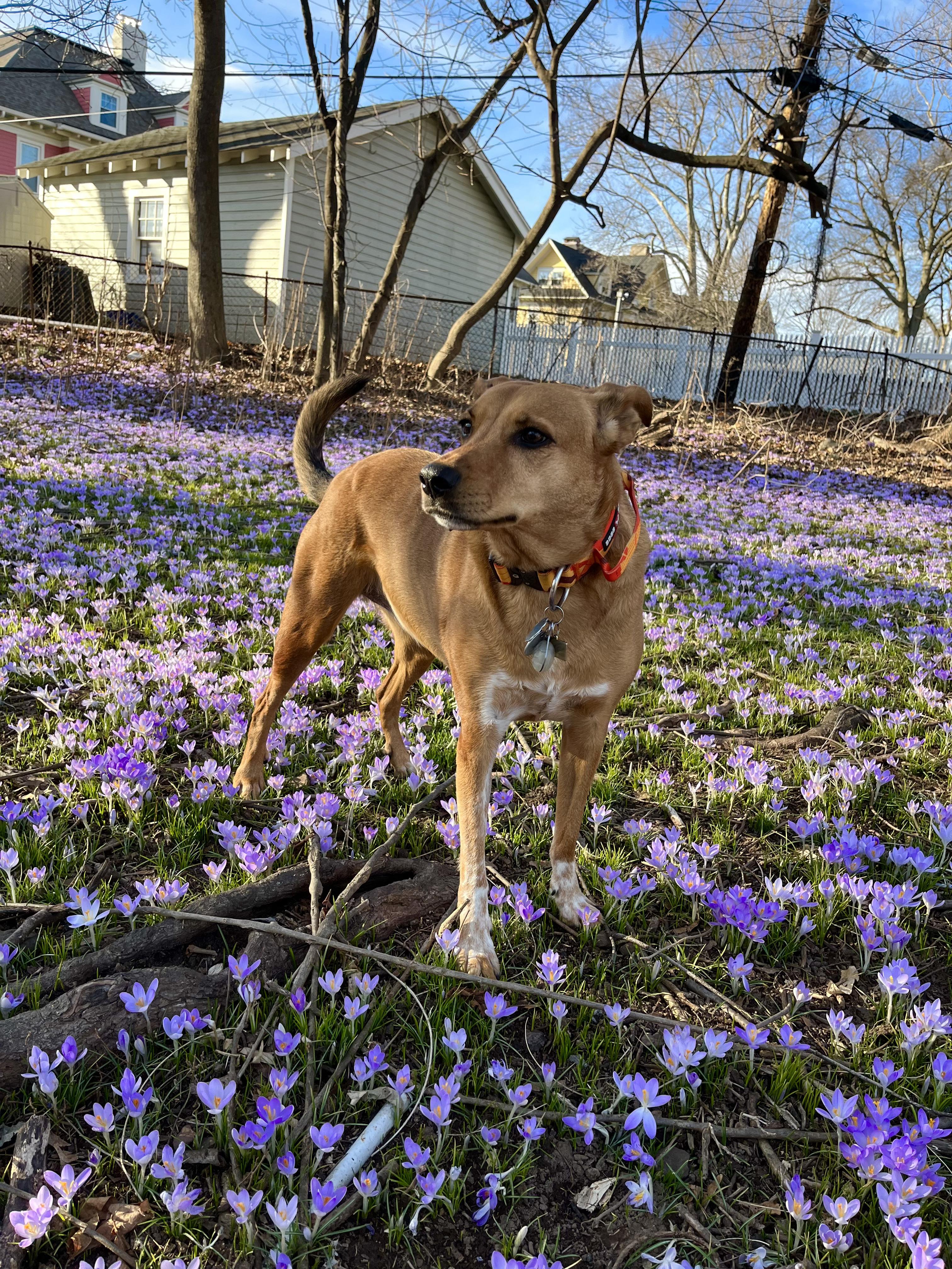 Pam, a ADOPTABLE Mixed Breed in Lagrangeville, NY image 3/4