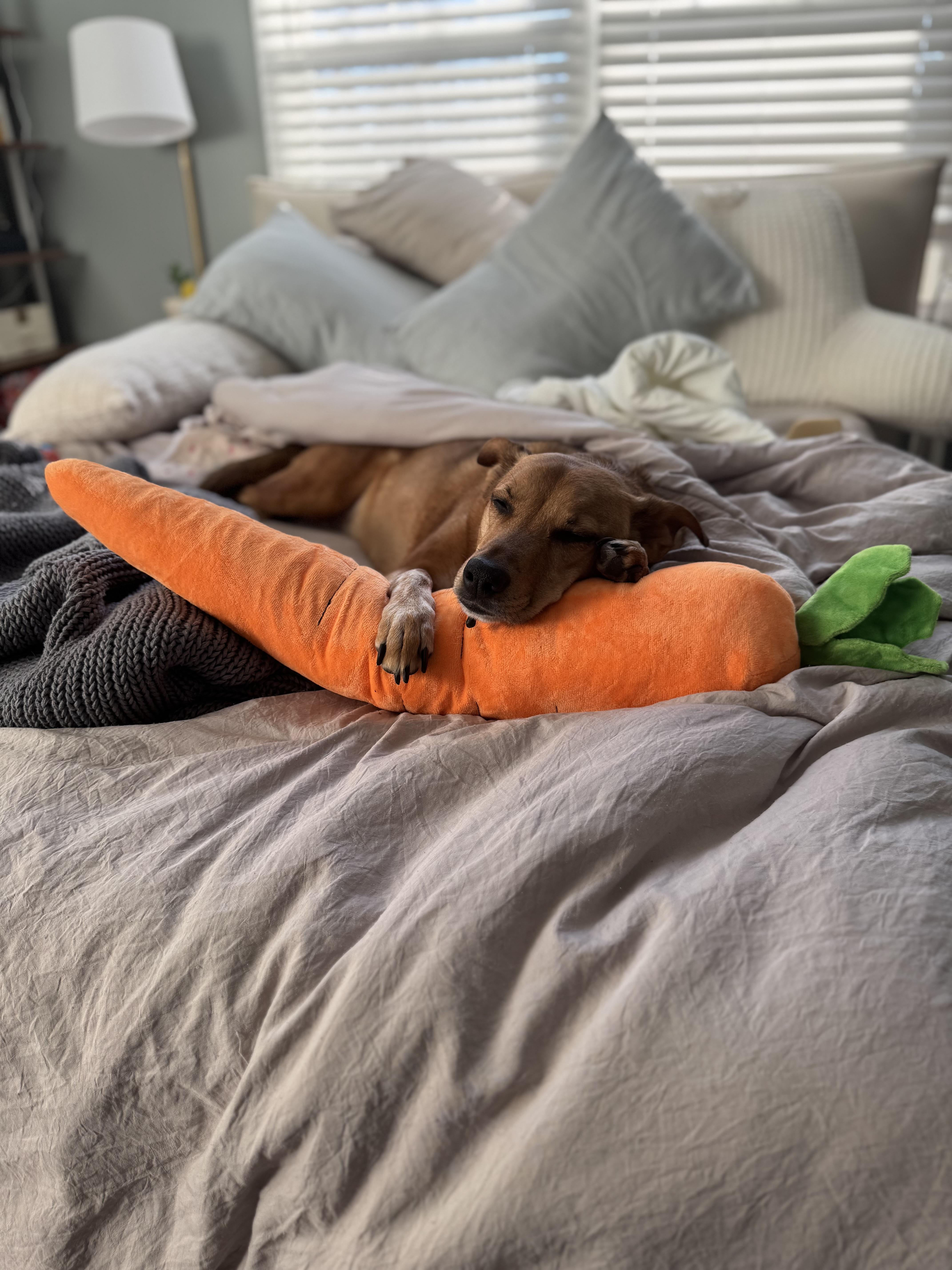 Pam, a ADOPTABLE Mixed Breed in Lagrangeville, NY image 2/4