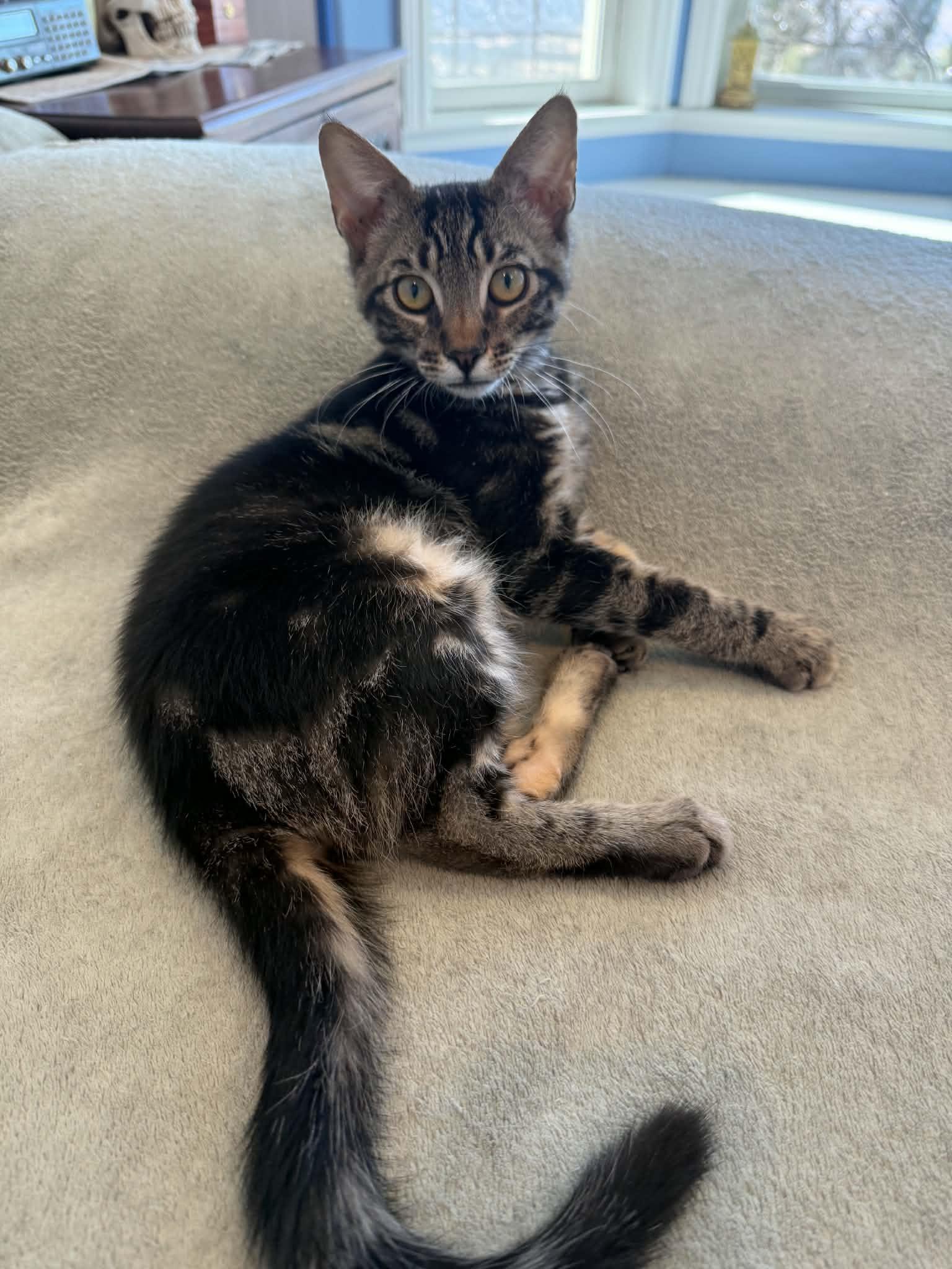 Autry, a ADOPTABLE Tabby in Tehachapi, CA image 2/6
