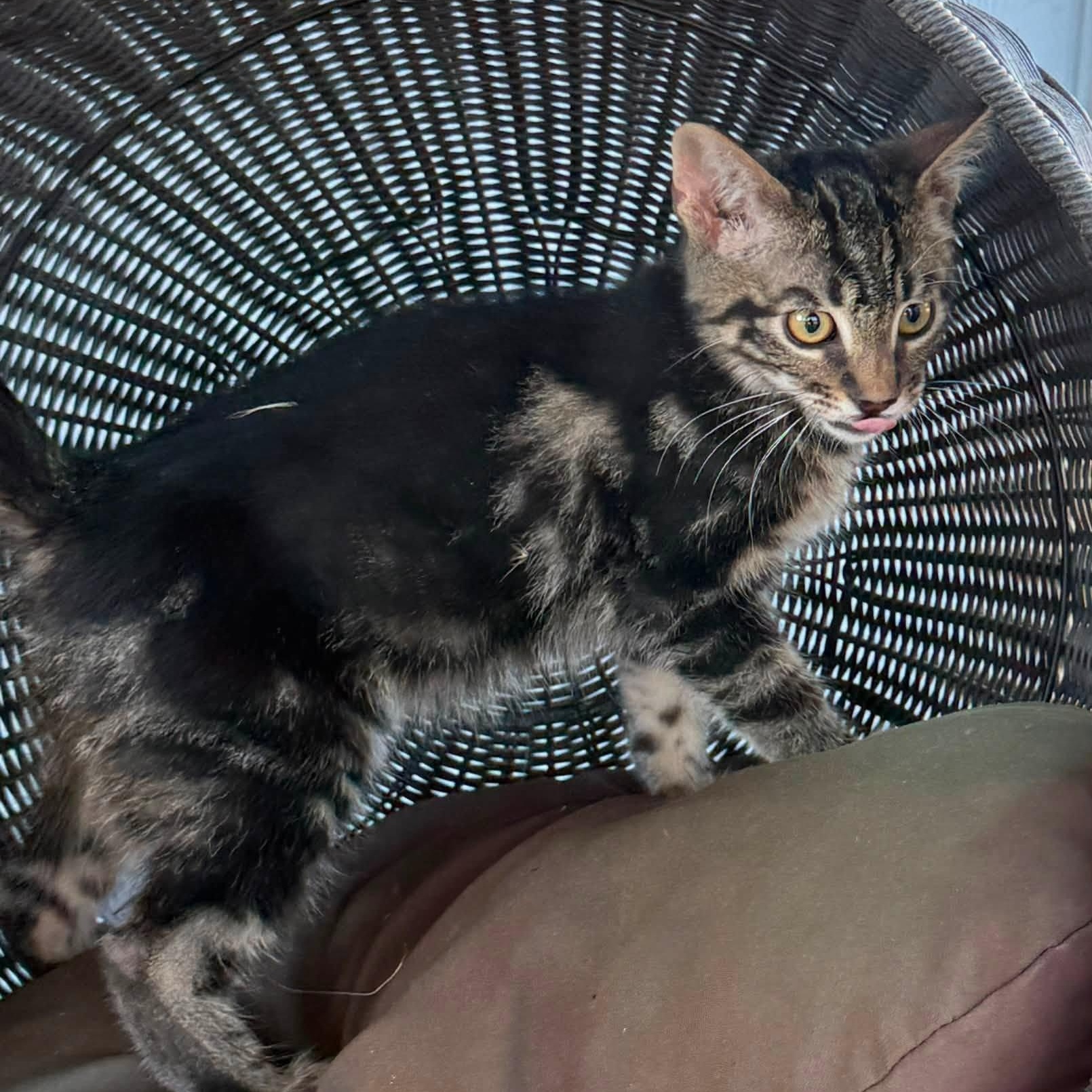 Autry, a ADOPTABLE Tabby in Tehachapi, CA image 3/6