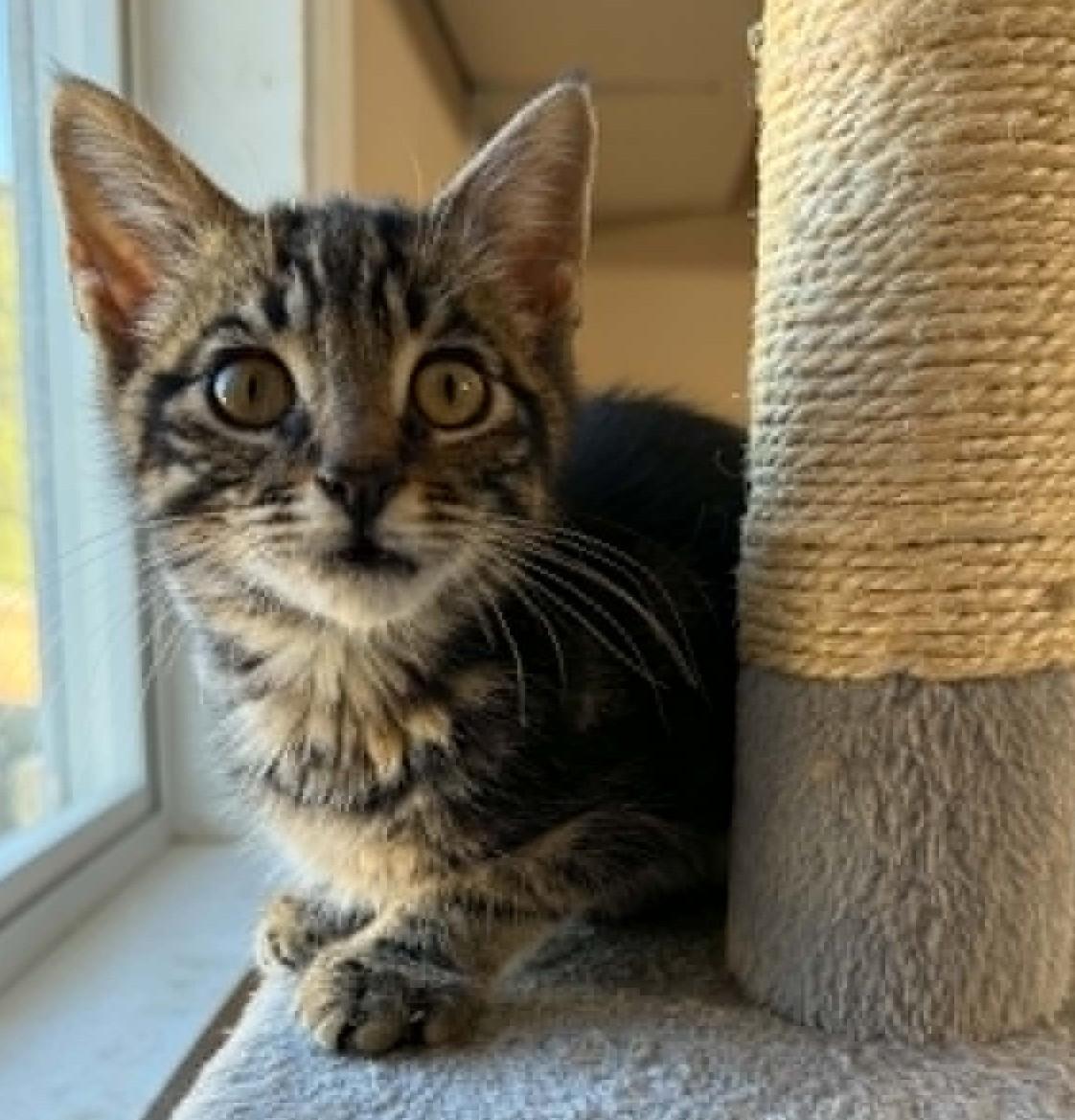 Autry, a ADOPTABLE Tabby in Tehachapi, CA image 5/6