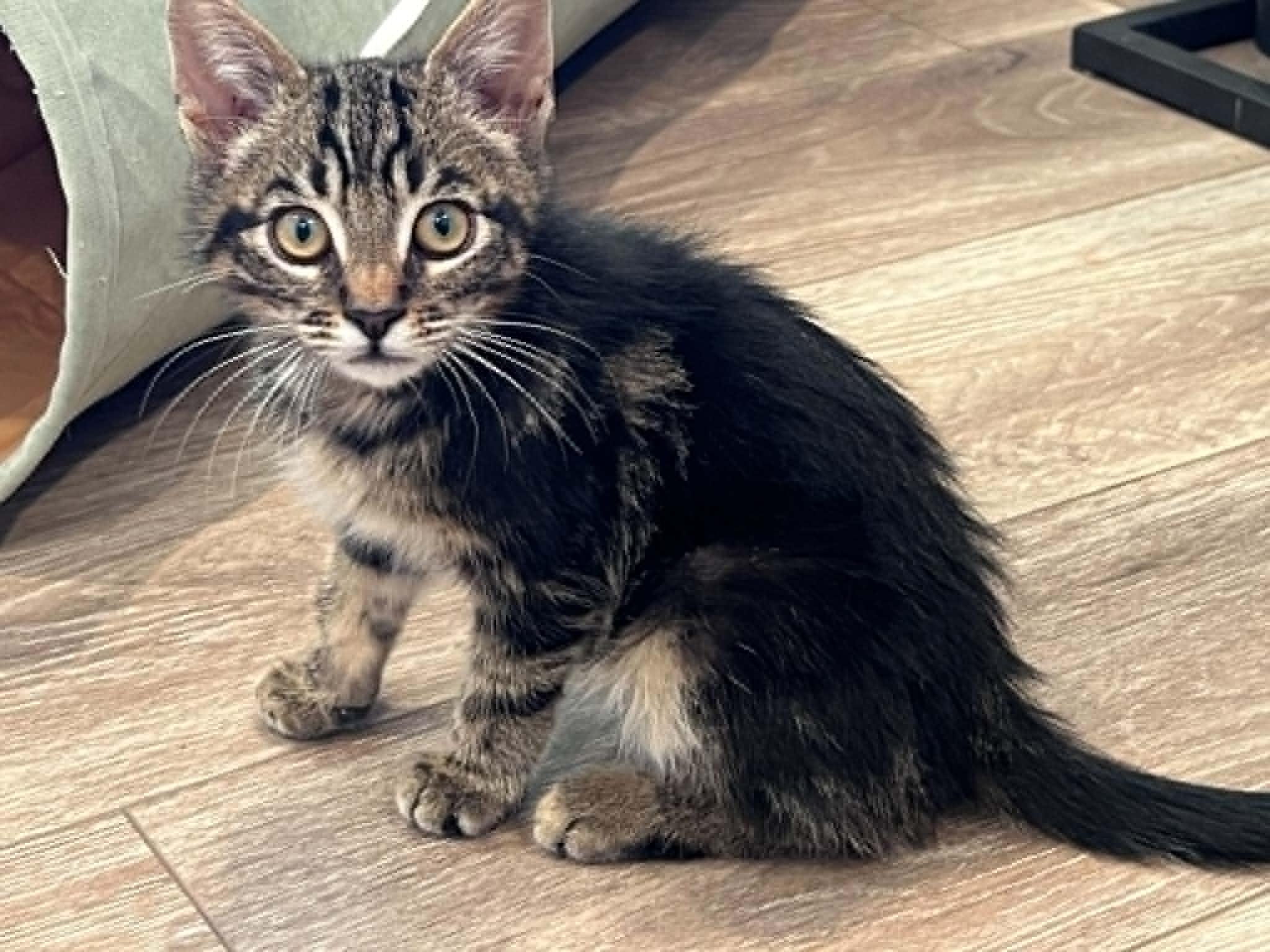 Autry, a ADOPTABLE Tabby in Tehachapi, CA image 4/6