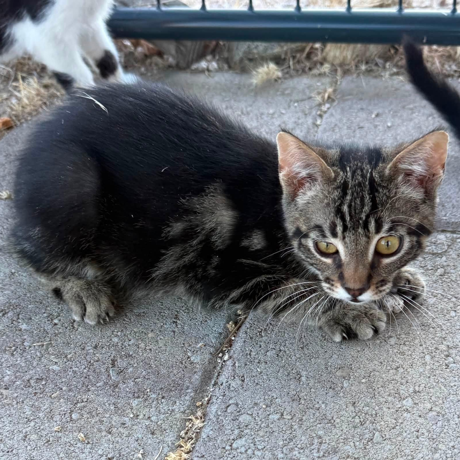 Autry, ADOPTABLE, Kitten Male Tabby.