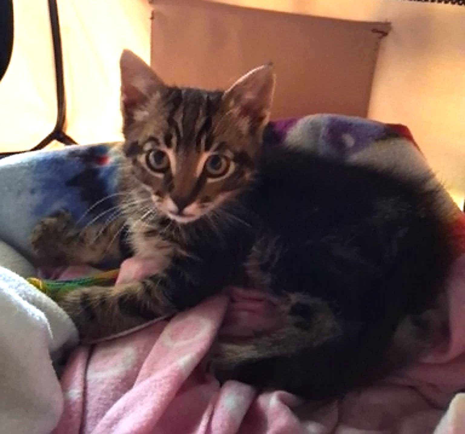 Autry, a ADOPTABLE Tabby in Tehachapi, CA image 6/6