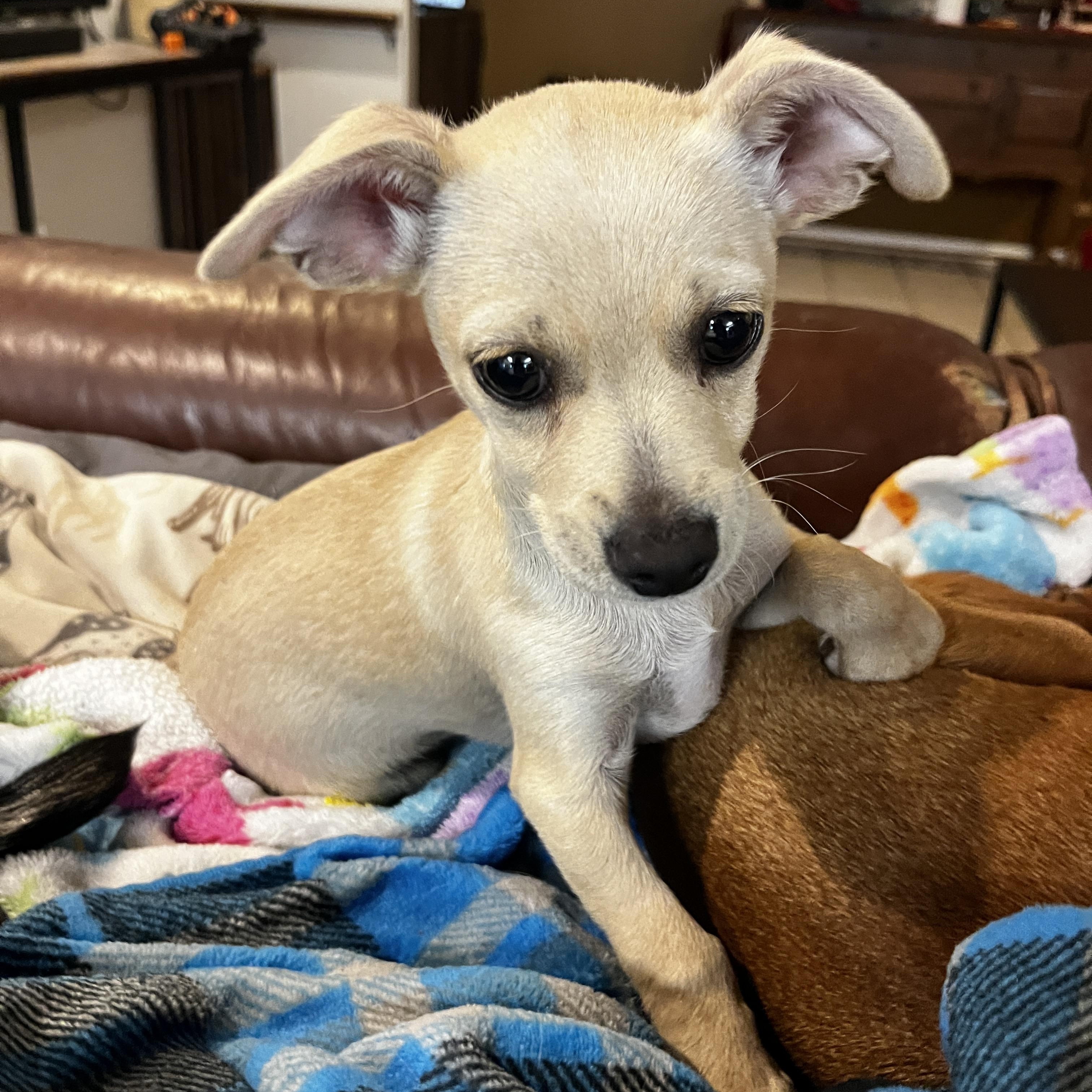 Enlarge Gizmo, an adopted mixed breed in Gilbert, AZ image 1/2