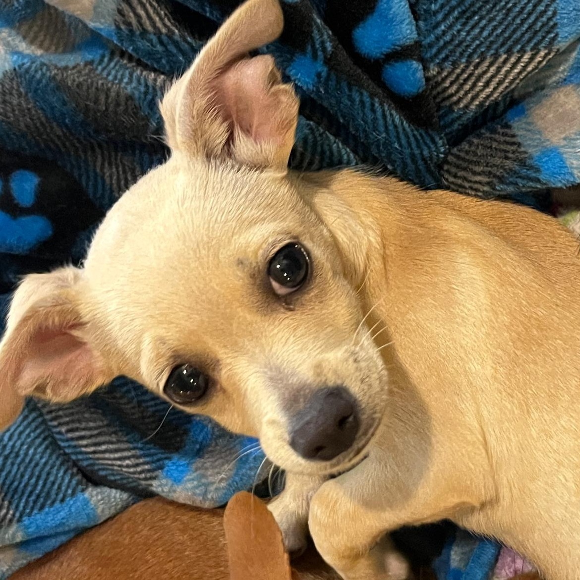 Enlarge Gizmo, an adopted mixed breed in Gilbert, AZ image 2/2