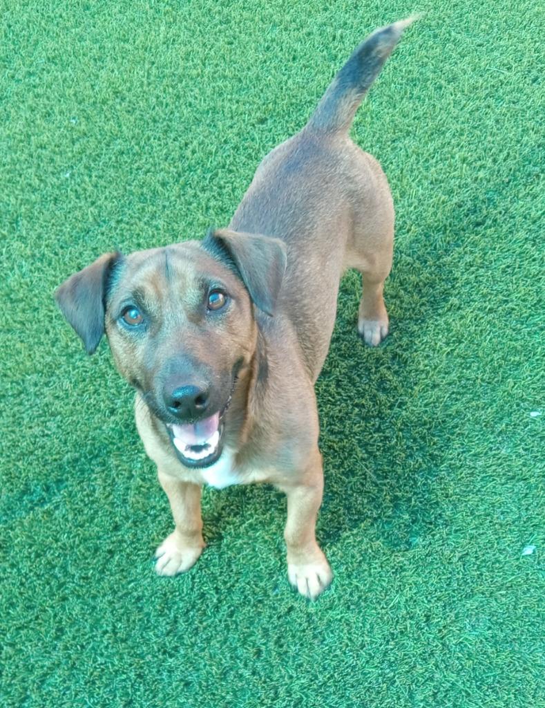 Barney, an adopted mixed breed in Frankfort, KY image 1/2