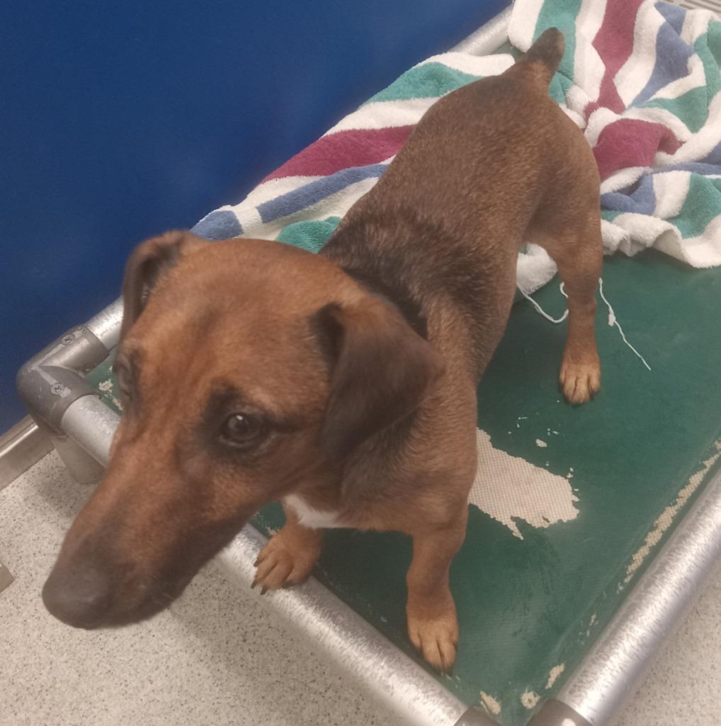 Barney, an adopted mixed breed in Frankfort, KY image 2/2