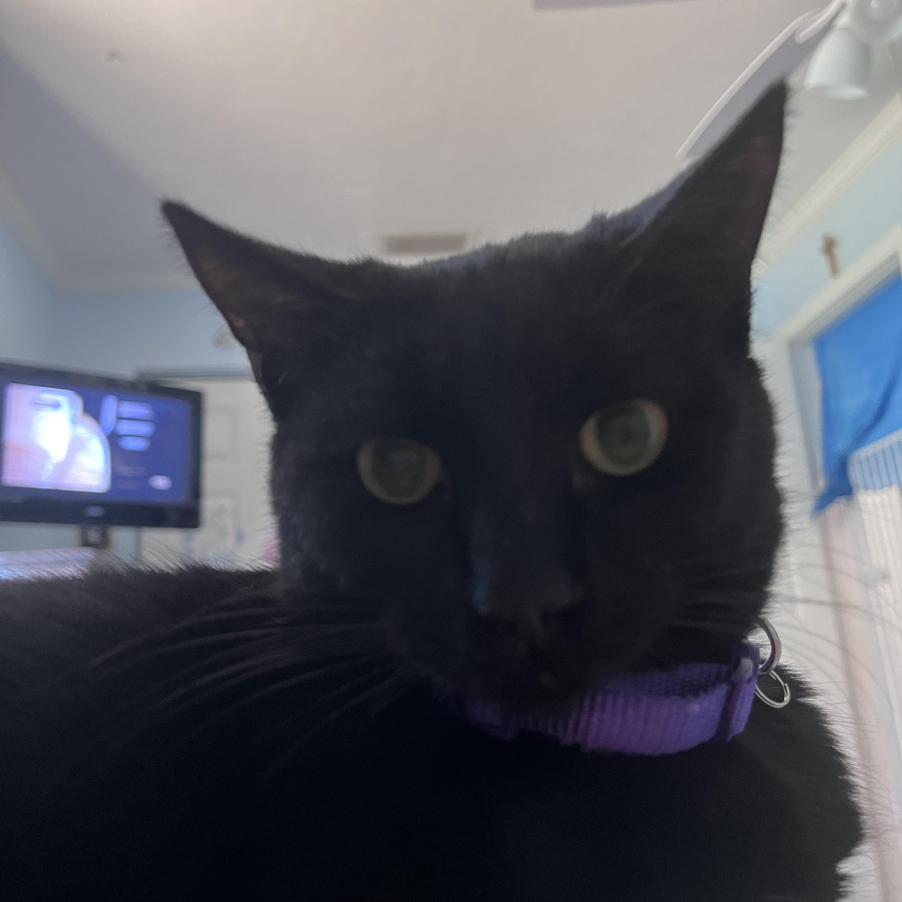 Saffron, ADOPTABLE, Kitten Male Domestic Short Hair.