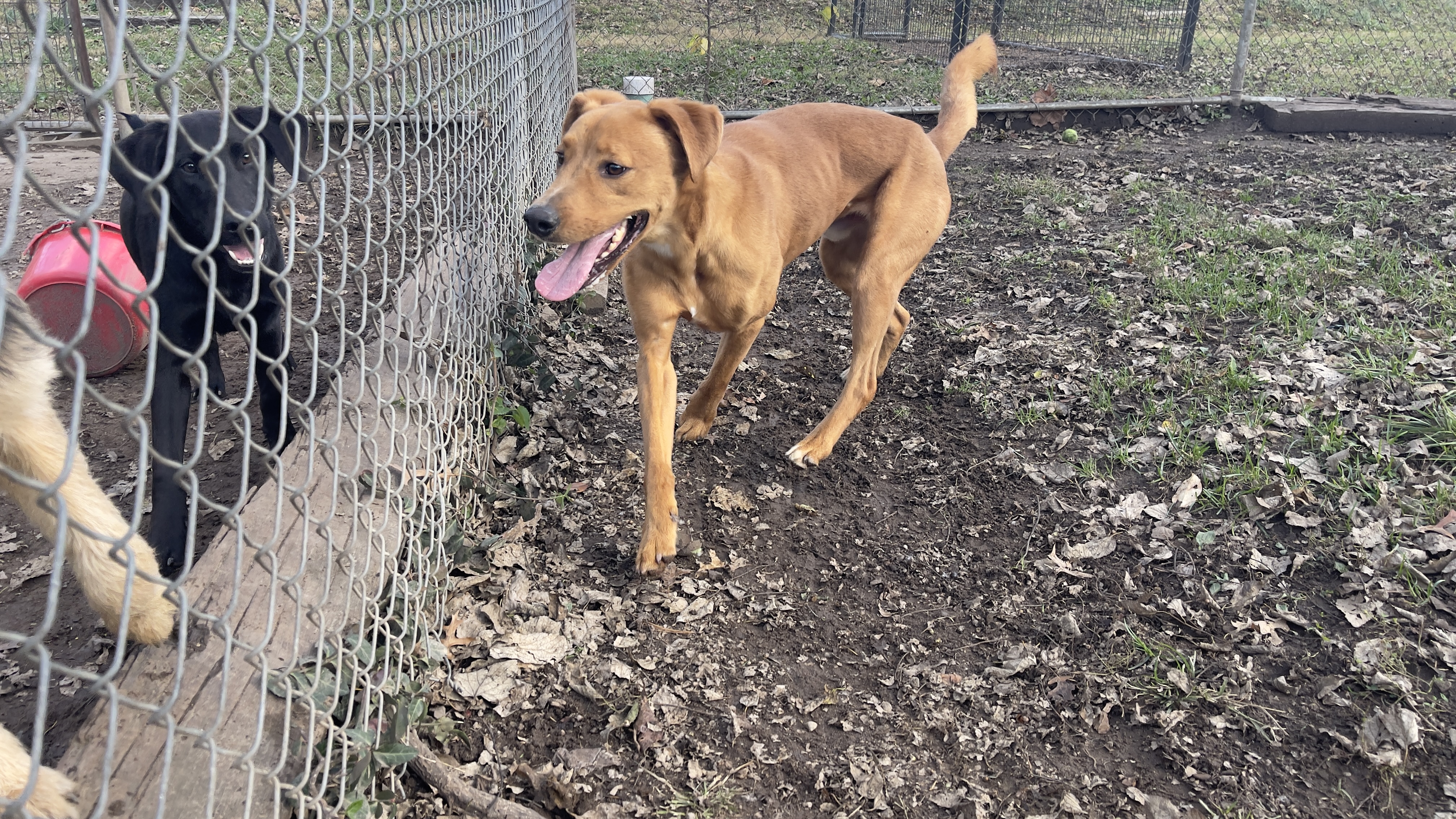 Lincoln, a Adopted mixed breed in Terre Haute, IN image 2/2