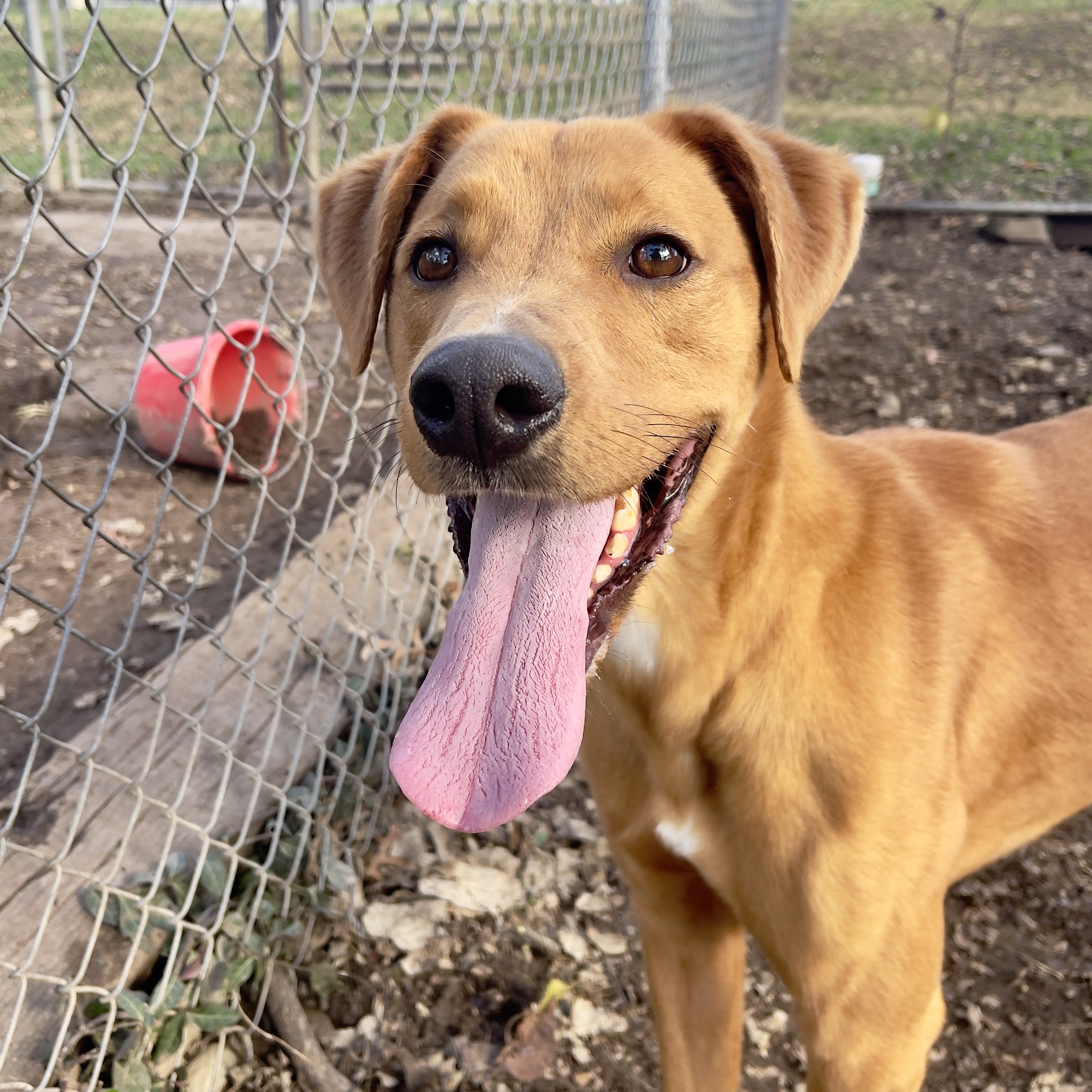 Lincoln, a Adopted mixed breed in Terre Haute, IN image 1/2