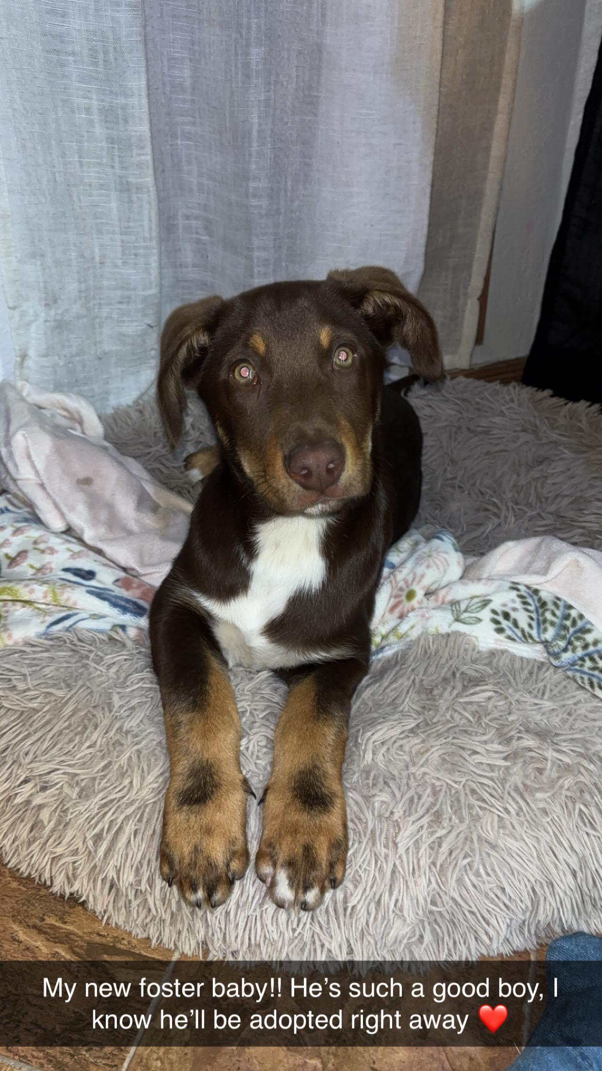 Enlarge Peanut, a ADOPTABLE mixed breed in AUBURN, WA image 1/2