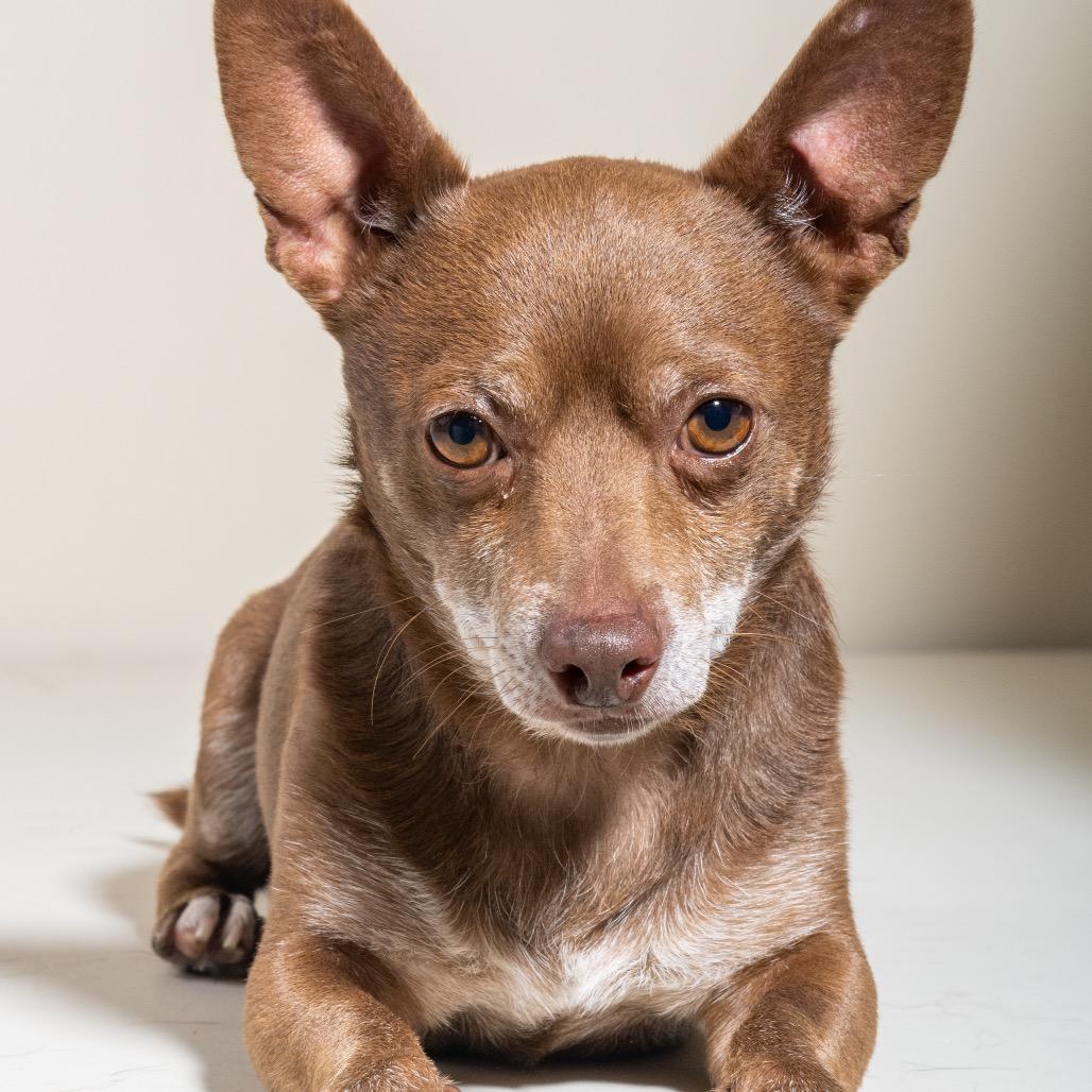 Enlarge Kermit, a Adoptable Chihuahua in Pacific Grove, CA image 1/6