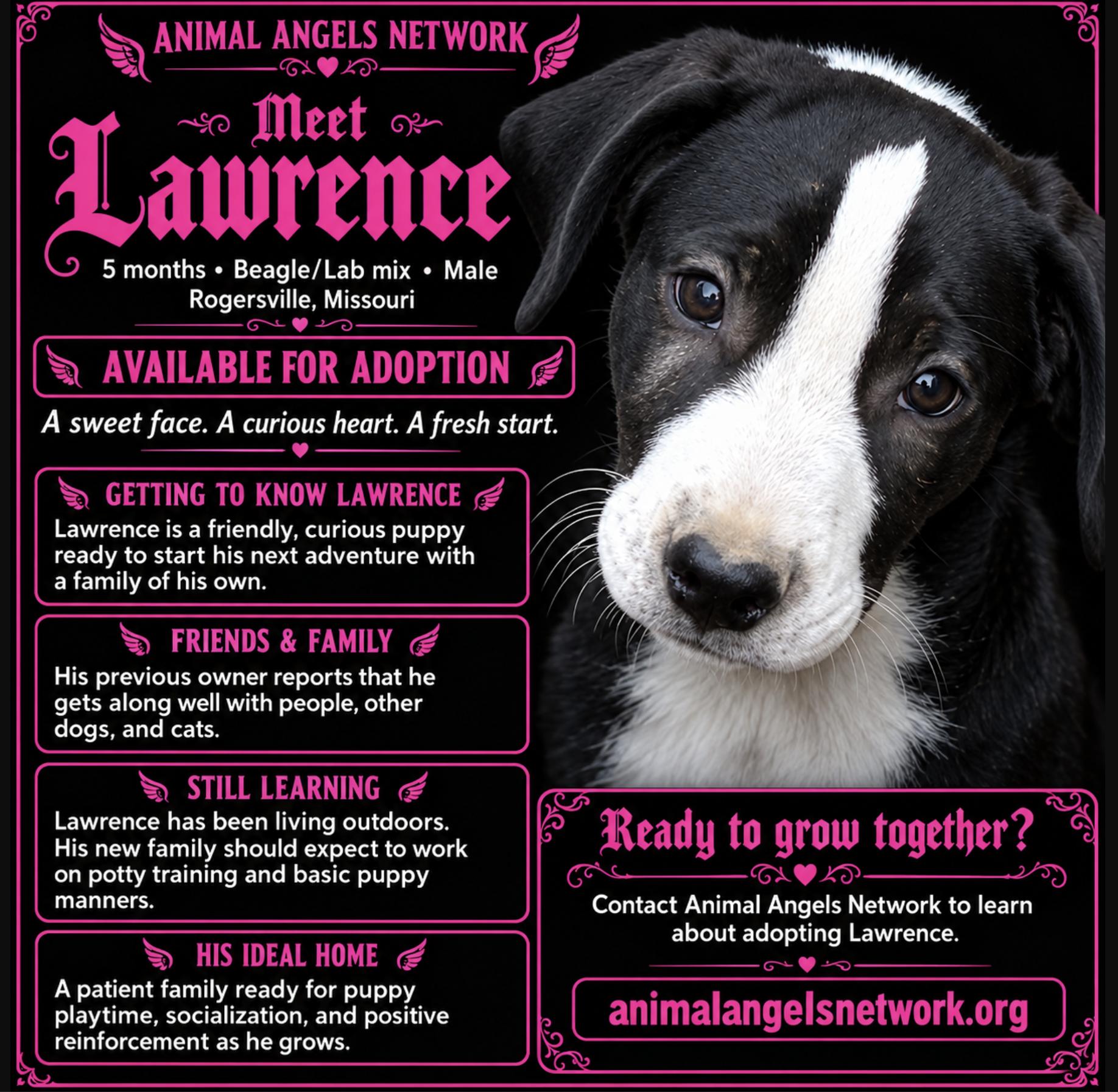 Enlarge Lawrence, a Adoptable mixed breed in Rogersville, MO image 1/2