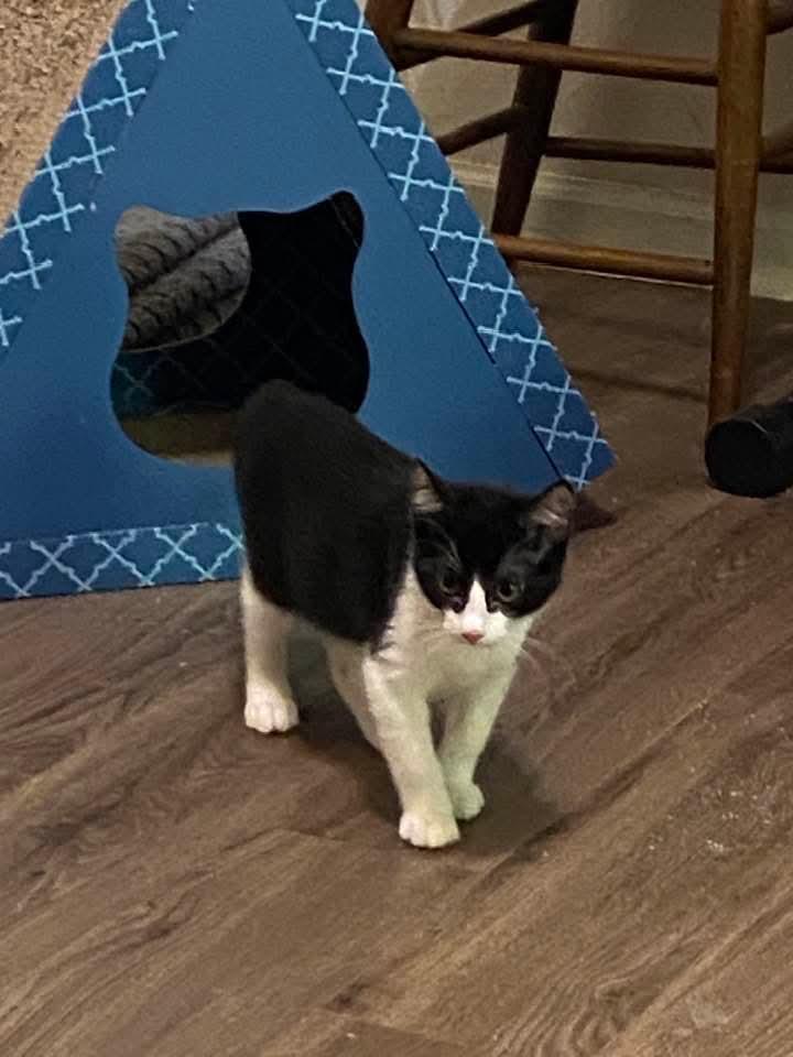 Harvey, Baby Male Domestic Short Hair
