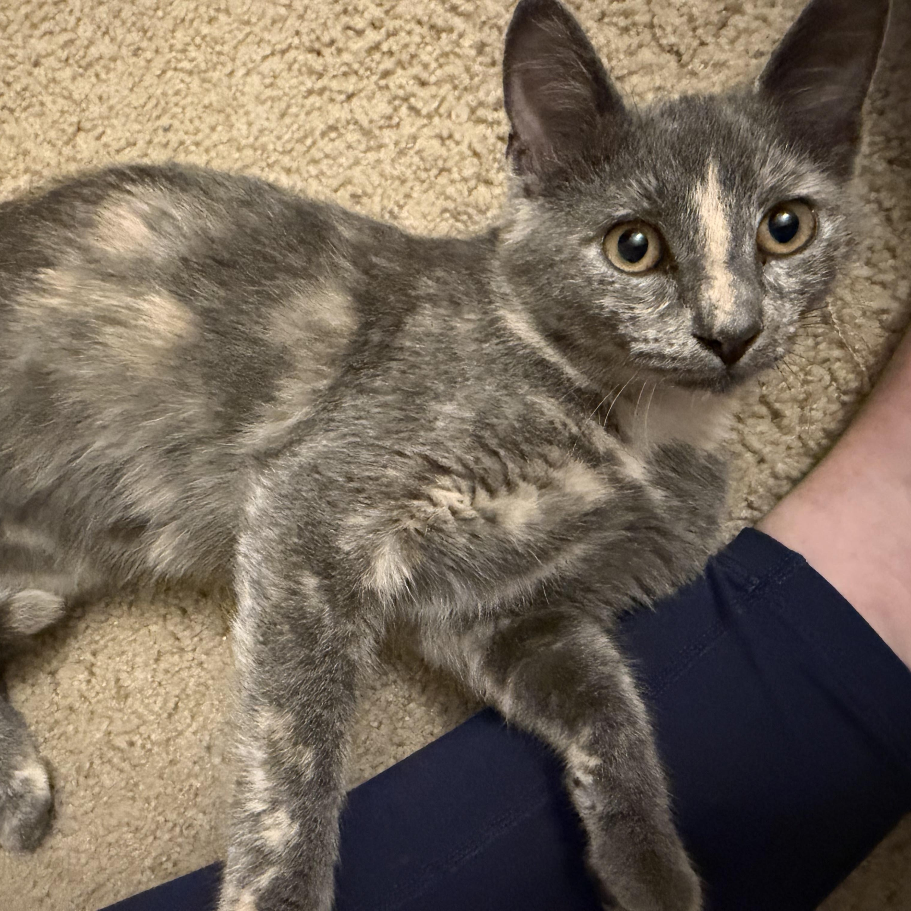 Faith, Adoptable, Kitten Female Dilute Tortoiseshell.