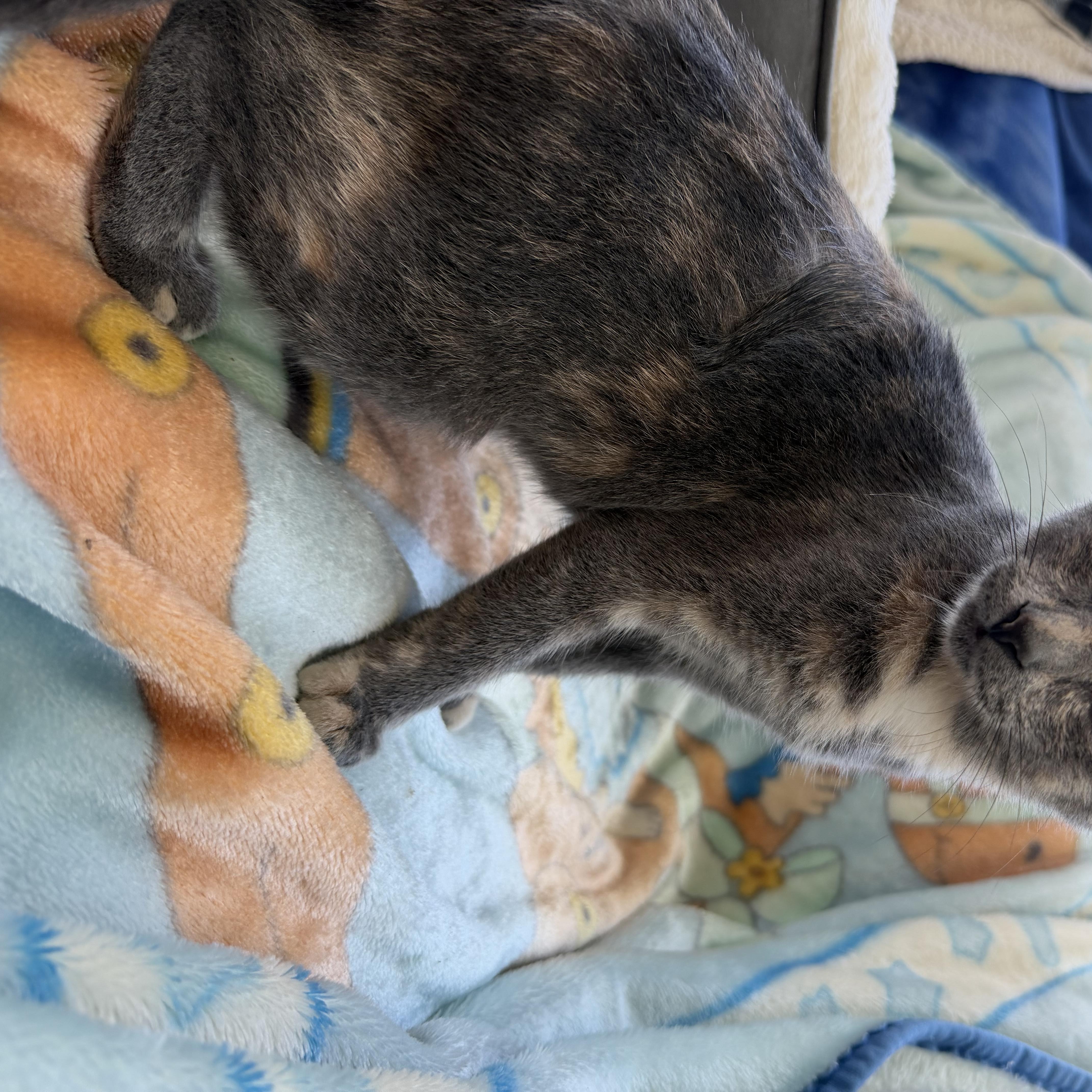 Enlarge Faith, a Adoptable Dilute Tortoiseshell in Wadsworth, IL image 2/3