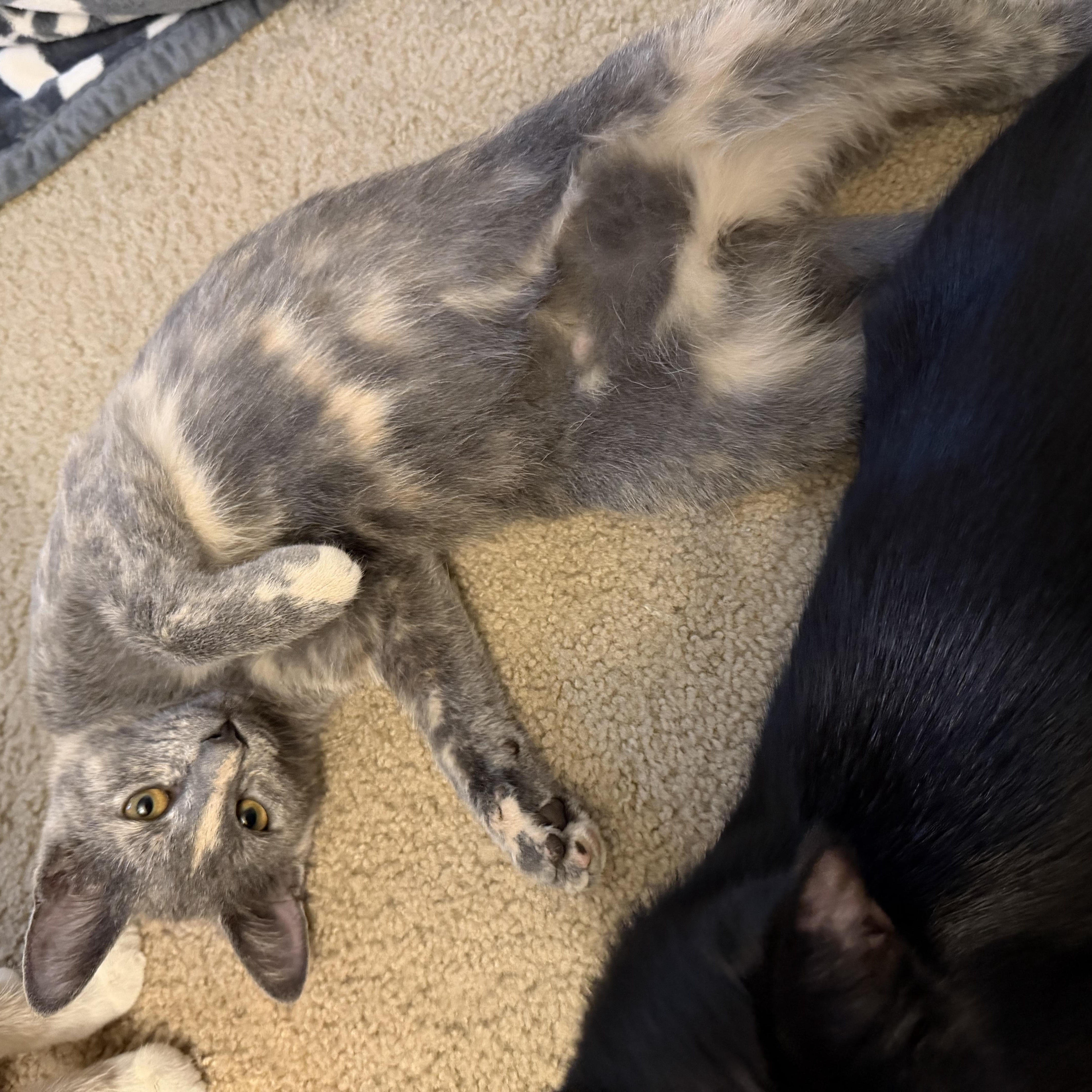Enlarge Faith, a Adoptable Dilute Tortoiseshell in Wadsworth, IL image 3/3