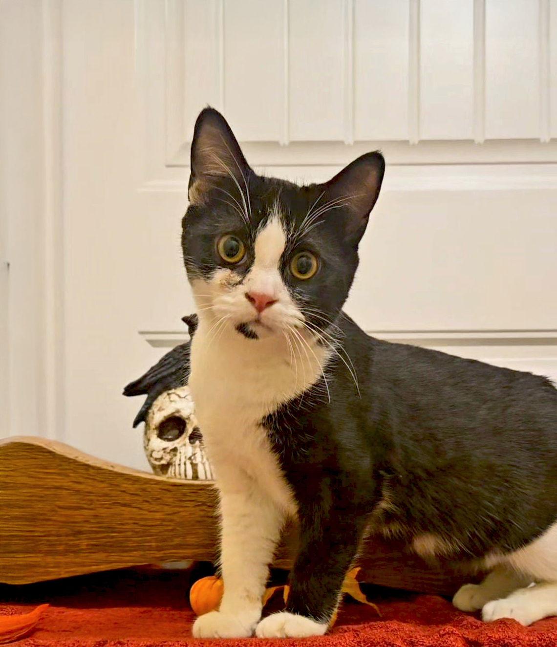 *Phantom, a Adoptable Domestic Short Hair in Forest, VA image 1/3