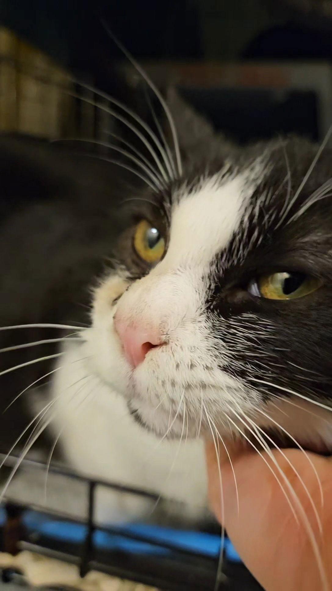 *Phantom, a Adoptable Domestic Short Hair in Forest, VA image 3/3