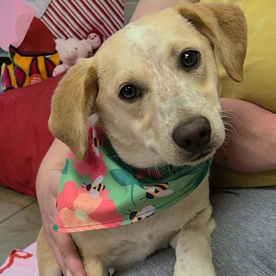 Remy, adopted, Young Female Dachshund.