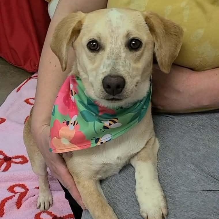 Enlarge Remy, an adopted mixed breed in Woolwich, ME image 4/6