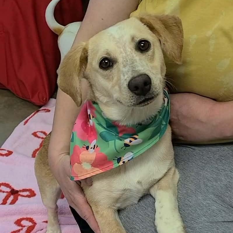 Enlarge Remy, an adopted mixed breed in Woolwich, ME image 5/6