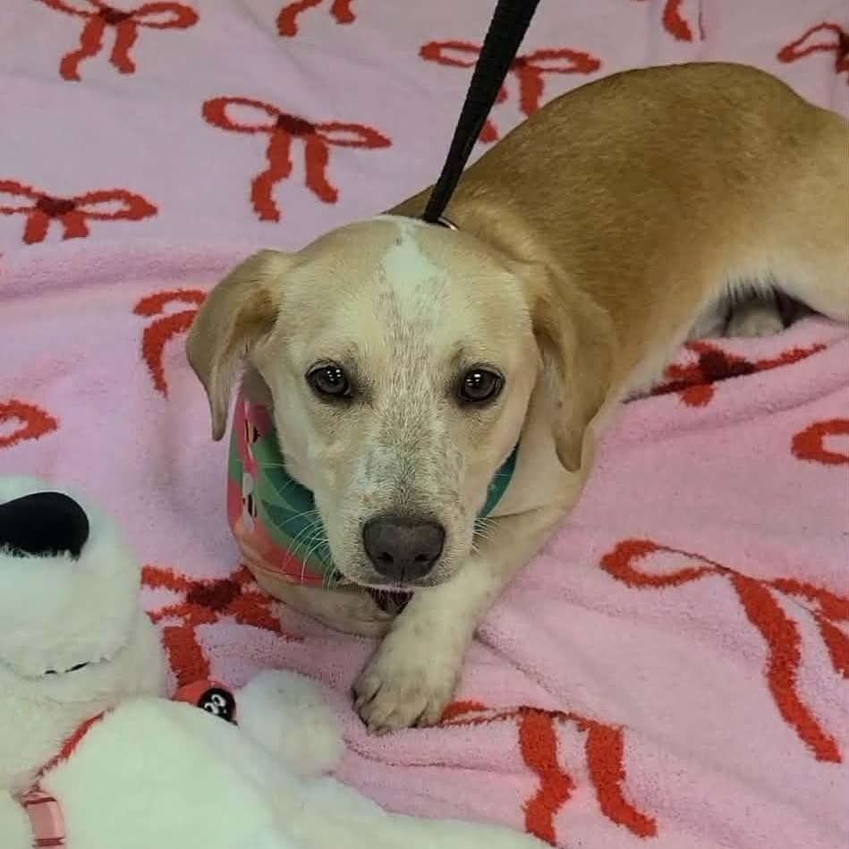 Enlarge Remy, an adopted mixed breed in Woolwich, ME image 6/6