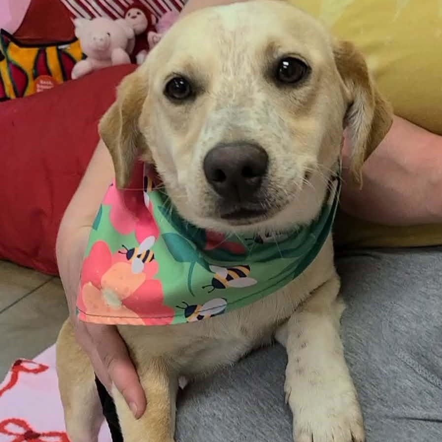 Enlarge Remy, an adopted mixed breed in Woolwich, ME image 2/6